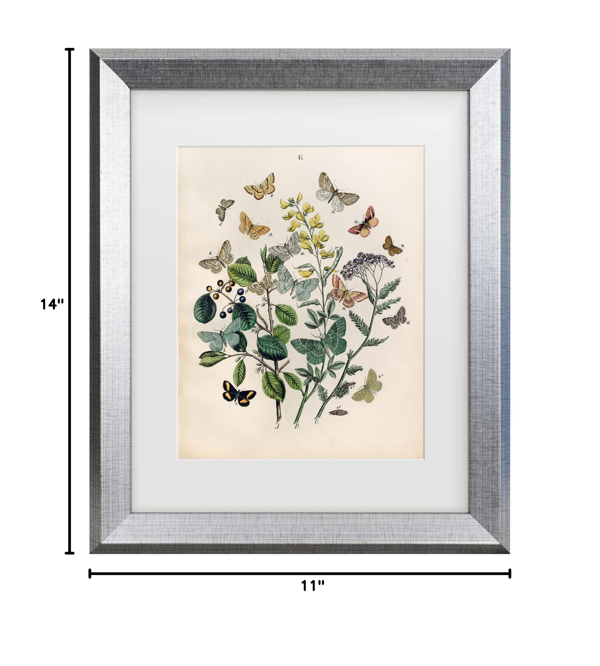Trademark Fine Art 'Papillion Butterflies' Canvas Wall Art Print - Vibrant Butterfly Painting for Home Decor, Living Room & Bedroom Aesthetics