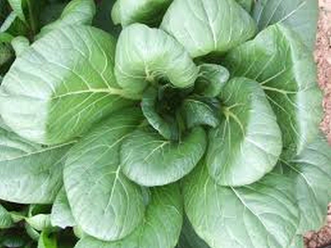Komatsuna Oriental Mustard Spinach Seeds (25-Pack) - Perfect for Stir-Fry, Pickling & Boiling - Great Taste & Easy to Grow - Ideal for Home Gardens & Asian Cuisine