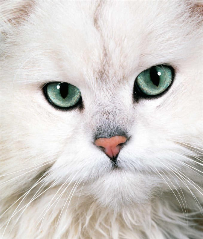 Persian Cat Greeting Card - Elegant Feline Birthday & Thank You Card for Cat Lovers - Perfect for Birthdays, Anniversaries & Special Occasions