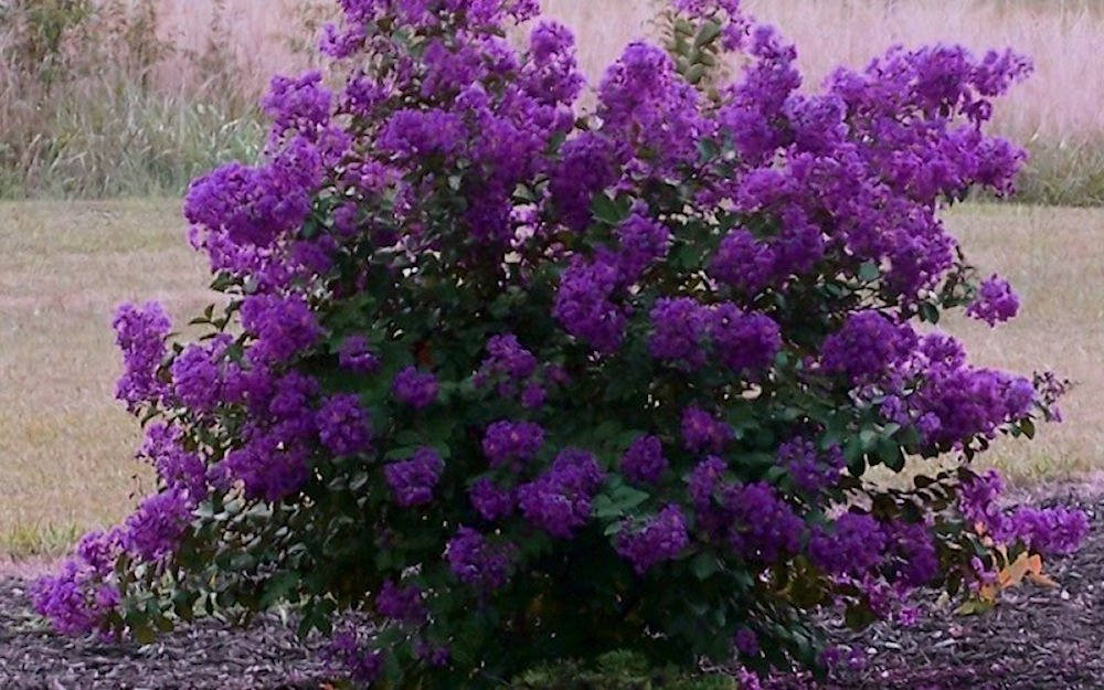 Dark Purple Velvet Miniature Crape Myrtle Plants - Pack of 5 Well-Rooted Potted Plants (4'-5' at Maturity) for Garden Landscaping, Patio Decor & Outdoor Planting