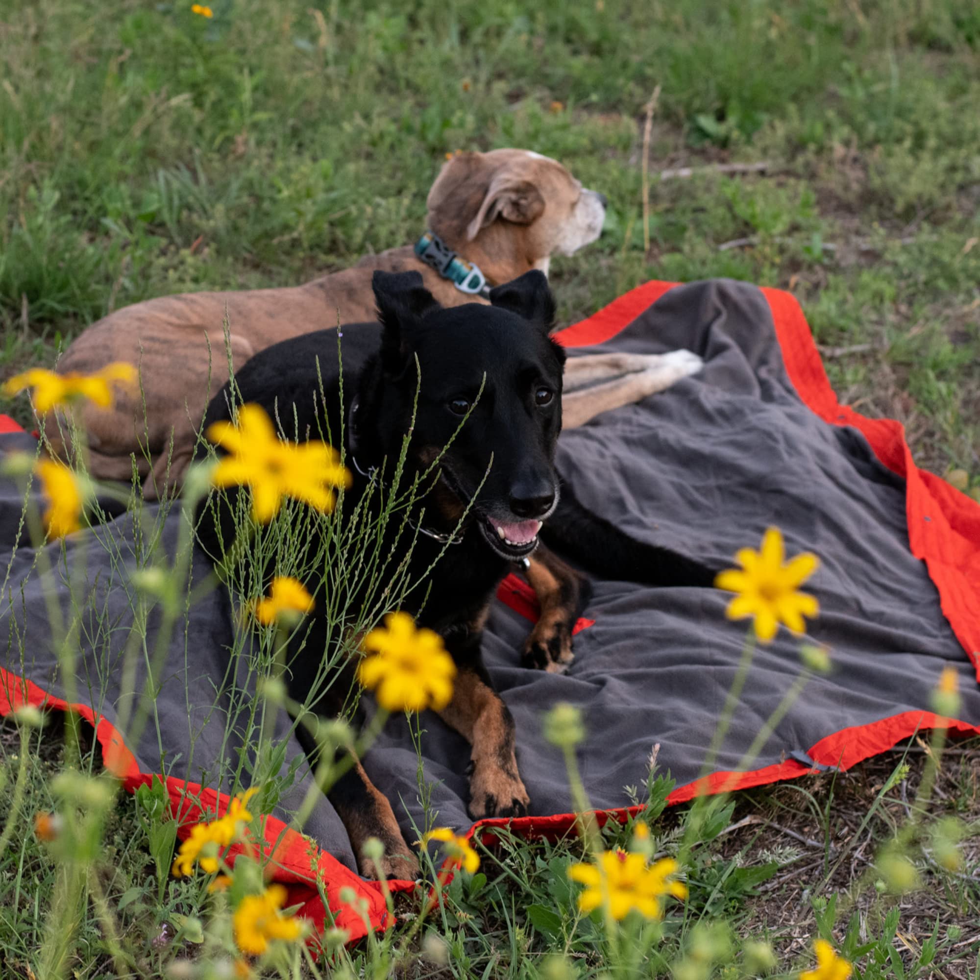 KAMMOK Field Blanket - Premium Microfleece Camping Blanket, Water Resistant & Durable for Indoor/Outdoor Use (84