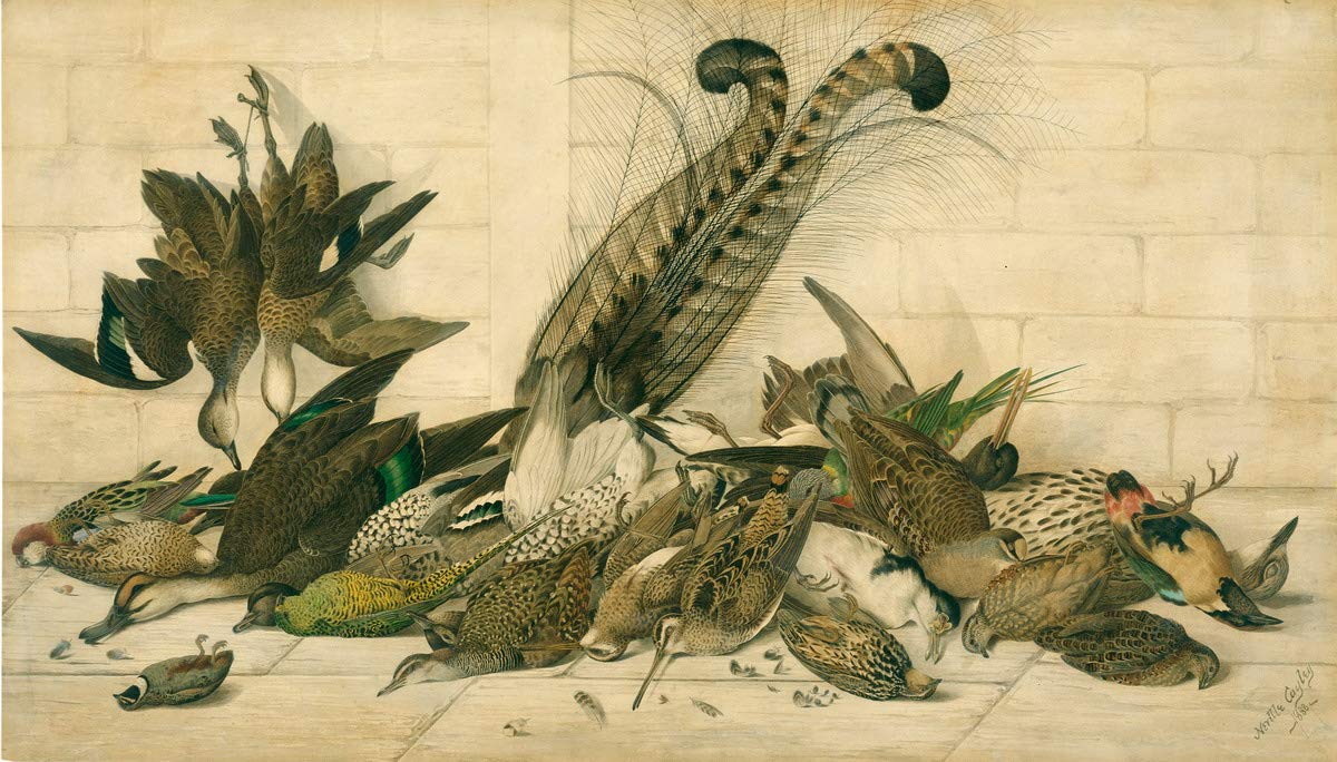 Neville William Cayley Australian Gamebirds Giclee Print - Premium Fine Art Reproduction Poster for Wall Decor - Famous Wildlife Painting for Living Room, Office & Gallery Display