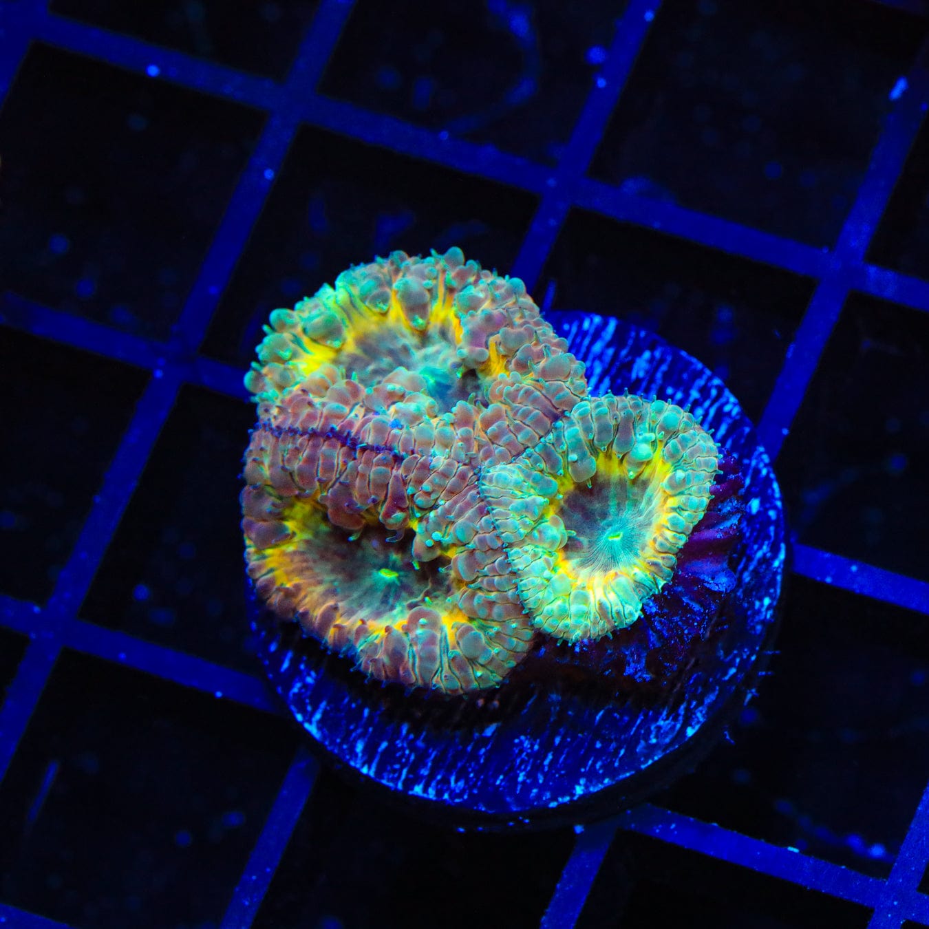 Premium Cracker Jack Blastomussa Coral for Saltwater Aquariums | Vibrant Live Coral for Reef Tanks | Perfect for Marine Aquascaping & Coral Propagation