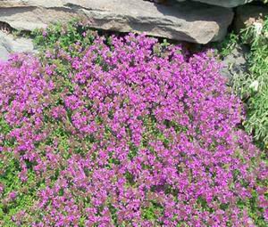 Bulk Creeping Thyme Seeds (15,000 Count) - Premium Garden Herb for Landscaping & Cooking - Seed Kingdom