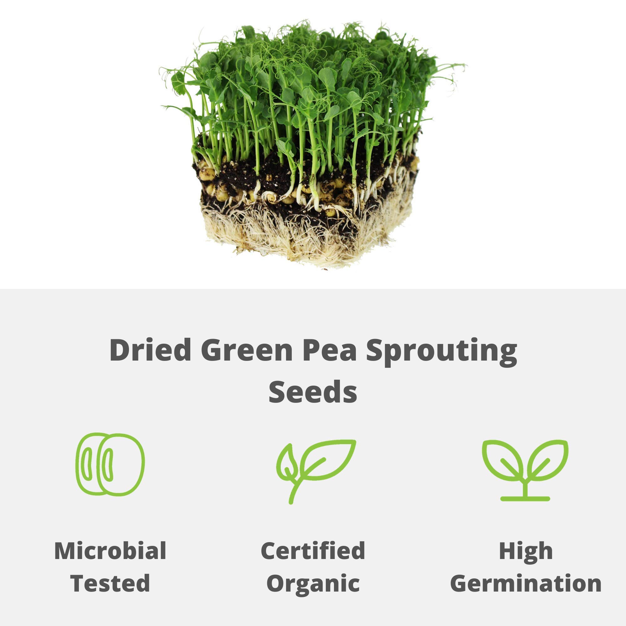 Organic Green Pea Sprouting Seeds - 35 Lb Bulk (Handy Pantry Brand) - for Home Gardening, Microgreens, Cooking, Soup & Emergency Food Storage - Perfect for Hydroponics, Vegan Diets & Healthy Meal Prep