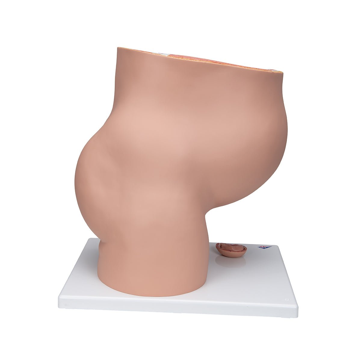 3-Part Deluxe Pregnancy Pelvis Model - Anatomical Educational Tool for Medical Students & Midwives | Ideal for Childbirth Education & Obstetric Training