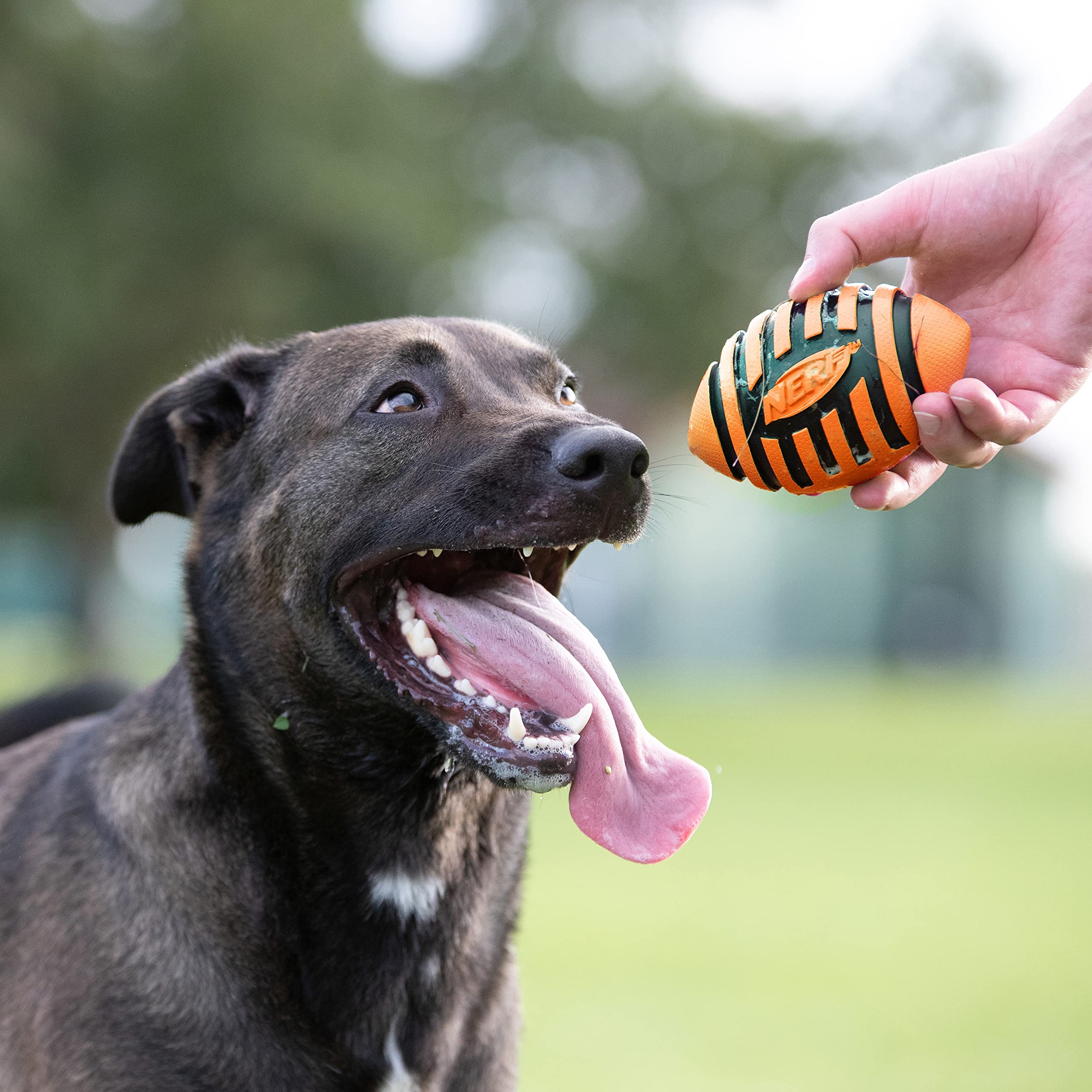 Nerf Dog Spiral Squeak Football Toy - 5 Inch Durable Chew-Resistant Outdoor Dog Toy for Medium & Large Breeds - Interactive Squeaking Playtime for Dogs - Perfect for Fetch, Training & Backyard Fun (Orange)