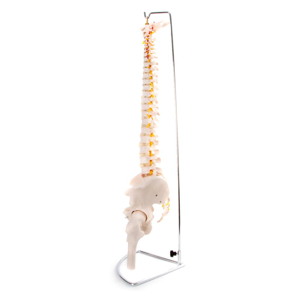 66Fit Anatomical Flexible Vertebral Column Model with Pelvis & Femur Heads - Perfect for Medical Students, Chiropractors & Anatomy Education