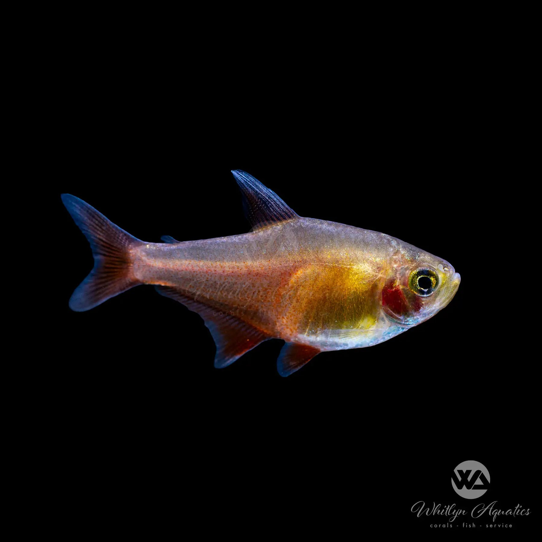 Orange Von Rio Flame Tetra (Hyphessobrycon flammeus) - Vibrant Freshwater Fish for Aquariums & Community Tanks | Perfect for Beginners & Tropical Fish Enthusiasts