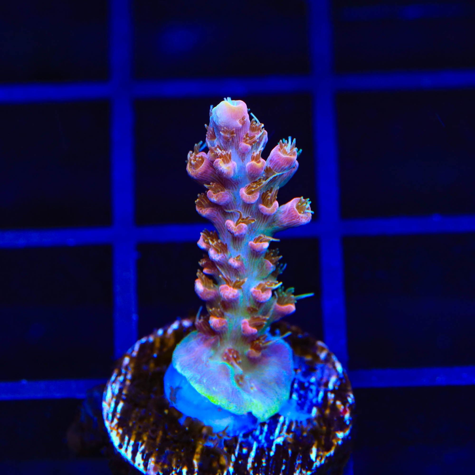 Premium CC Voodoo Majick Acropora Coral for Saltwater Aquariums – Vibrant Color & Fast Growth – Perfect for Reef Tanks & Coral Frag Racks