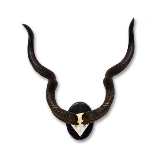 Natural Kudu Horns for Wall Mounting - Authentic African Wildlife Decor for Hunting Lodge, Safari Theme Room & Rustic Home Decor