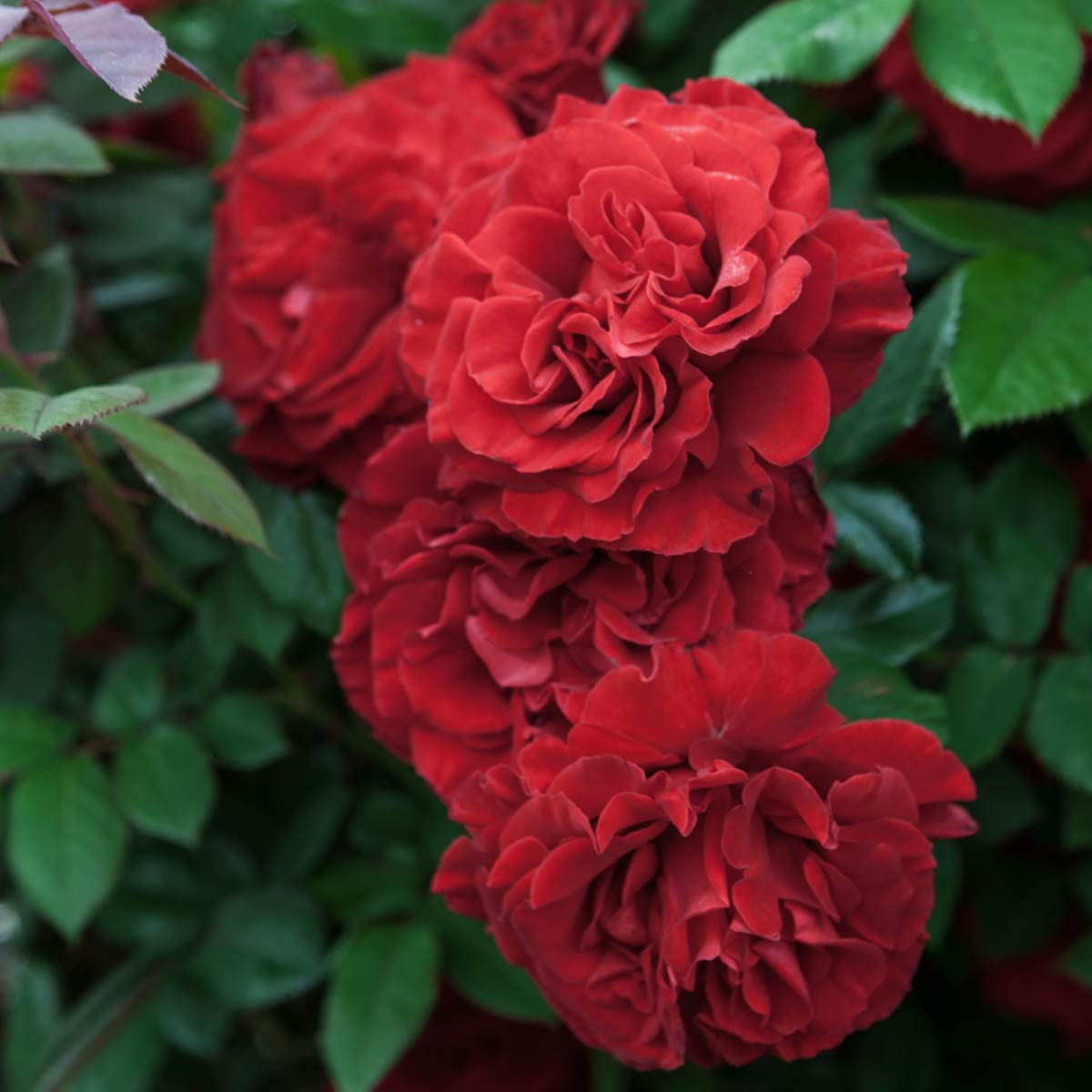 Lady in Red™ Rose - Dormant Bare Root Rose Plant with Stunning Purple Flowers (1-Pack) | Perfect for Gardens, Landscaping & Romantic Gift Ideas