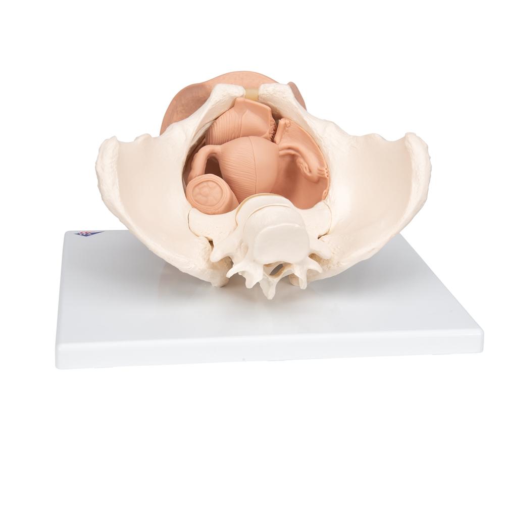 Female Pelvis Skeleton Model with Reproductive Organs - 3-Part Anatomical Model for Medical Education, Physical Therapy & OBGYN Training