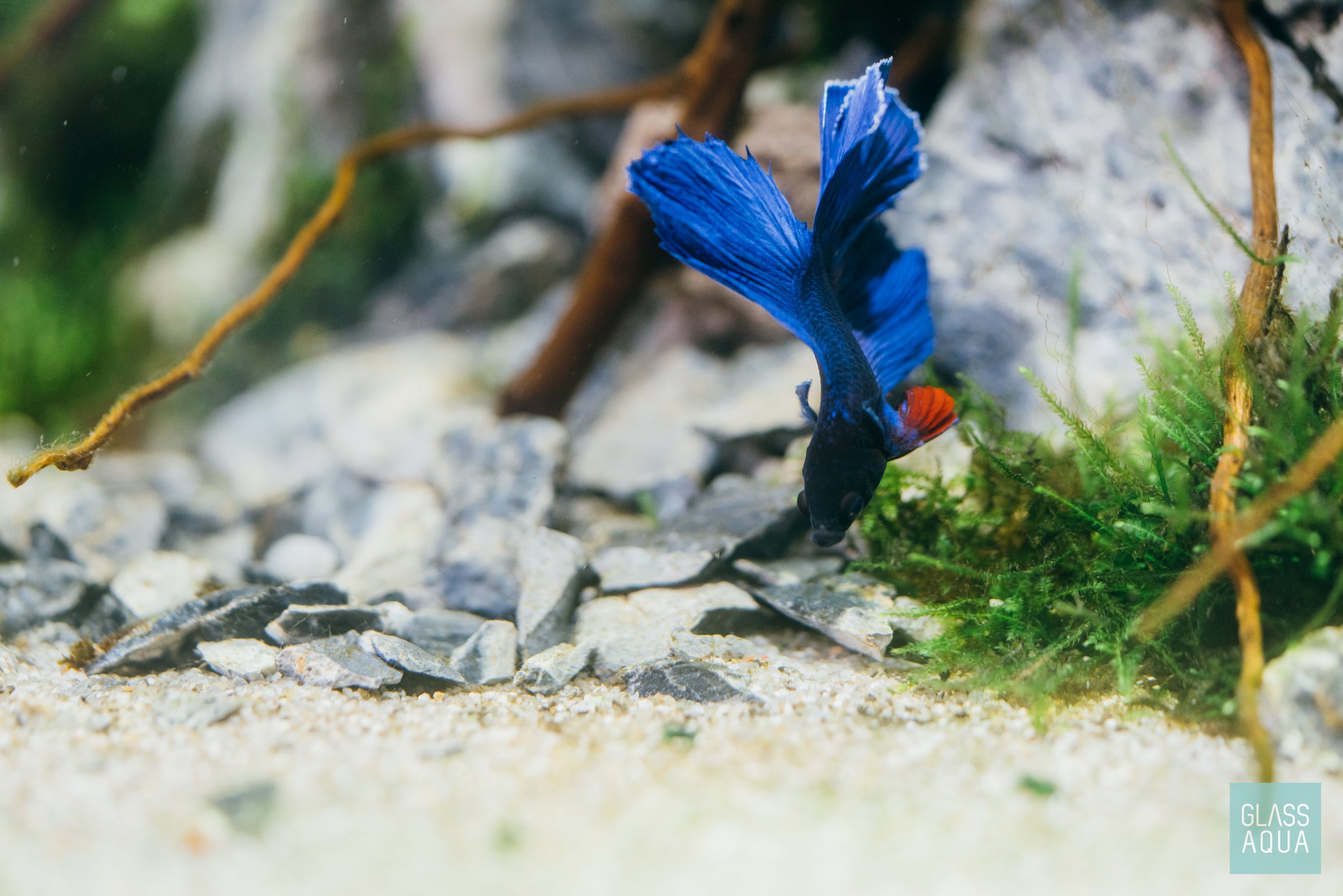 Premium Seiryu Stone Accent Rocks for Aquascaping - Natural Blue-Grey Aquarium Hardscape Rocks for Fish Tanks, Zen Gardens & Home Decor
