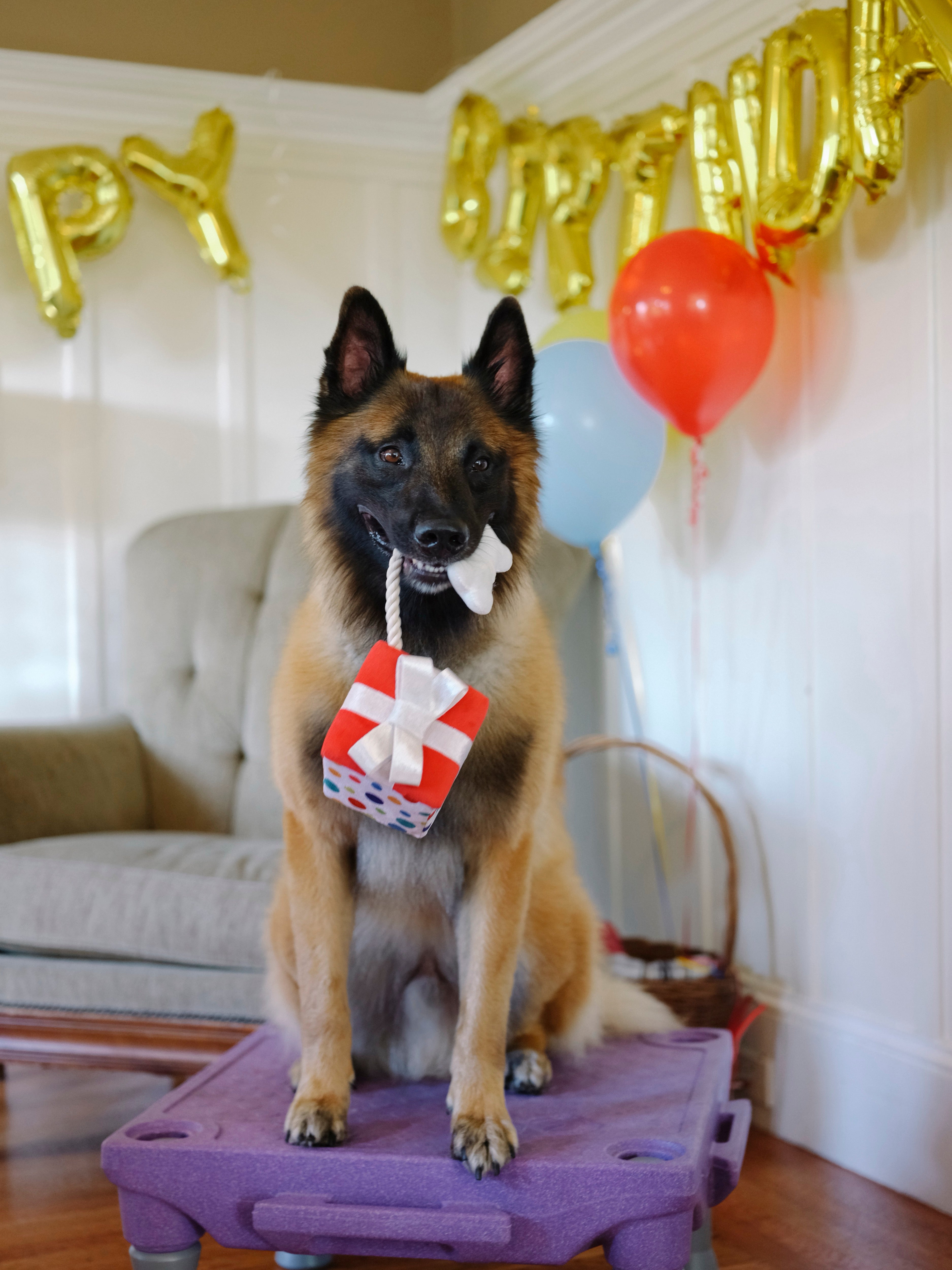 Perfect Gift for Dogs - Party Time™ Plush Dog Toy by Pet P.L.A.Y. | Soft & Durable Chew Toy for Puppies & Adult Dogs - Great for Playtime, Training & Cuddling