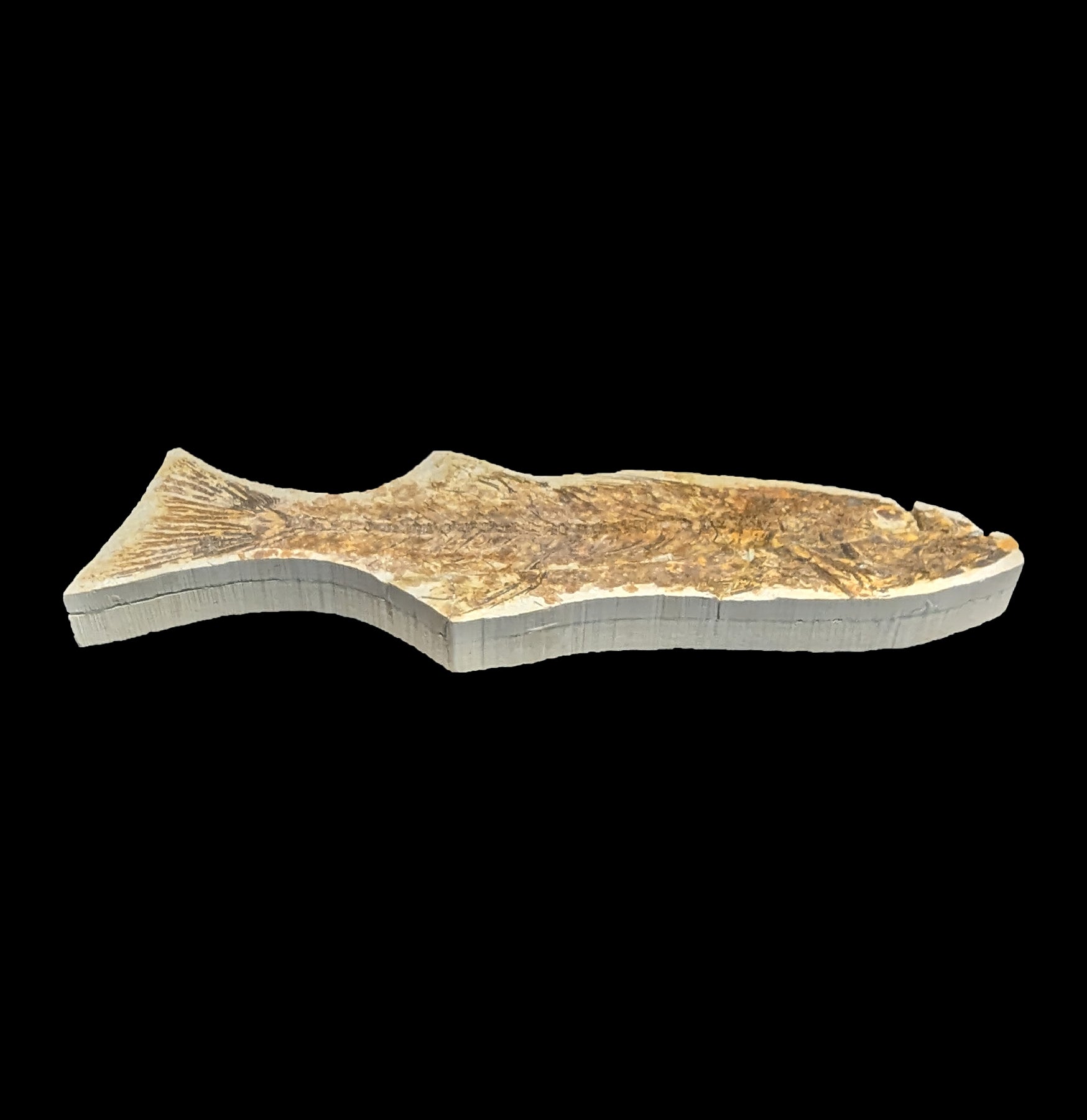 Premium Mioplosus Labracoides Fossil Fish Plate - Authentic Prehistoric Fish Fossil Specimen for Collectors, Museums & Home Decor - Perfect for Paleontology Displays & Educational Use