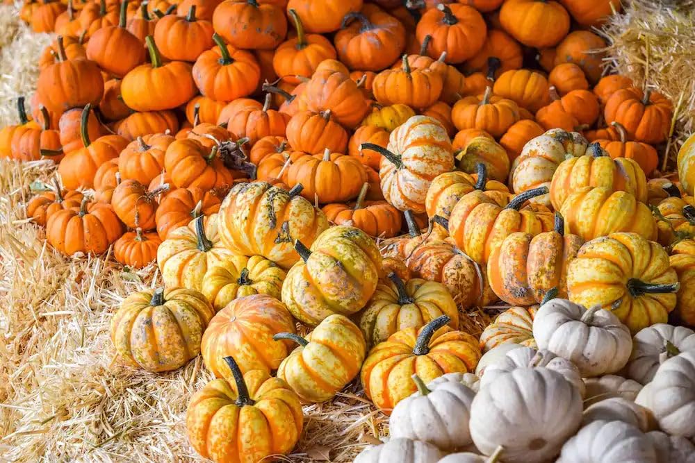 Park Seed Mini Harvest Blend Pumpkin Seeds - Pack of 25 | Miniature Pumpkin Varieties for Fall Decor & Home Gardening | Perfect for Autumn Centerpieces, DIY Crafts & Seasonal Planting