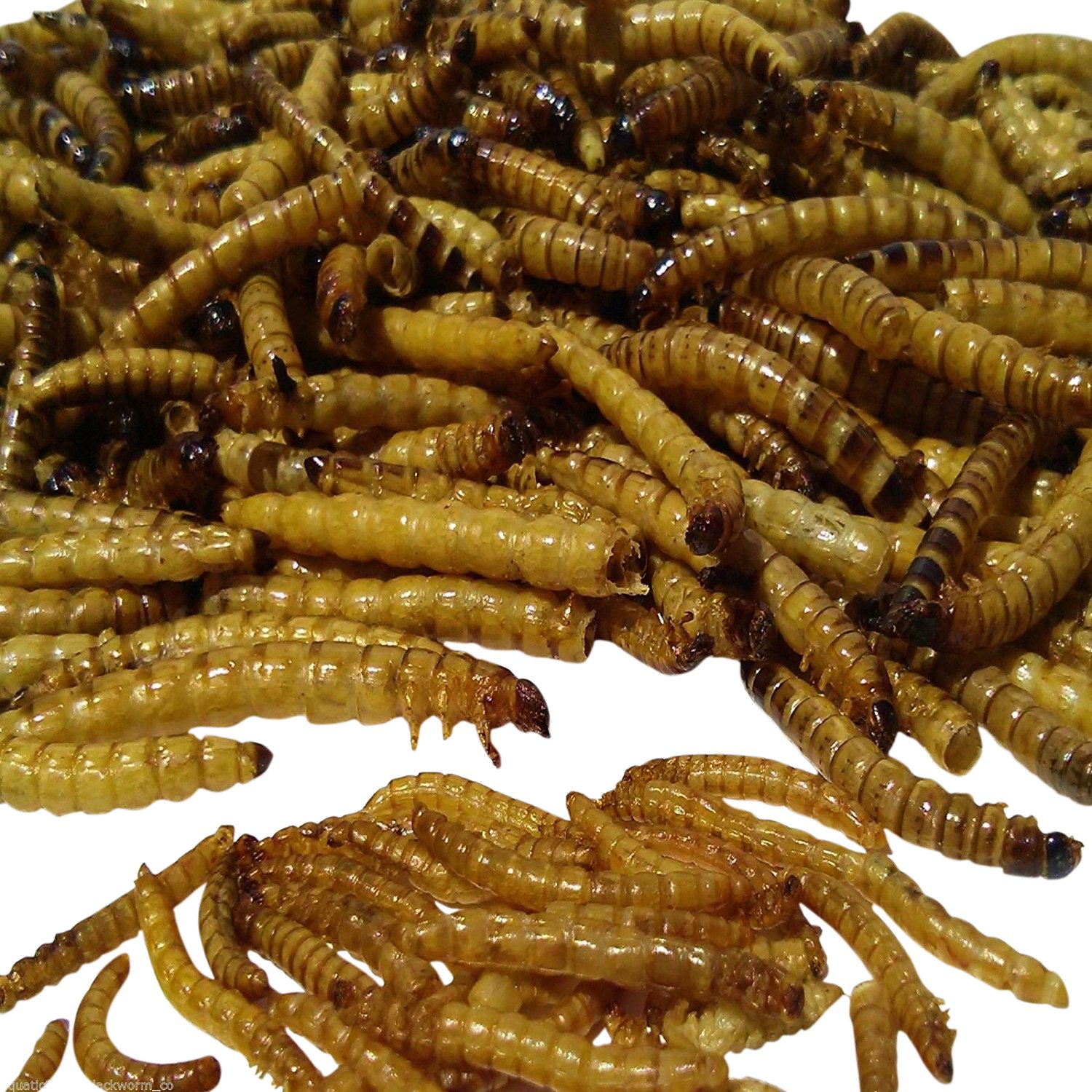 Premium Freeze Dried Mealworms for Koi, Pond Fish, Turtles, Birds & Reptiles - High Protein Aquatic Food for Large Fish & Rodents | Ideal for Feeding Pets, Wildlife & Tropical Fish in Ponds, Aquariums & Outdoor Habitats