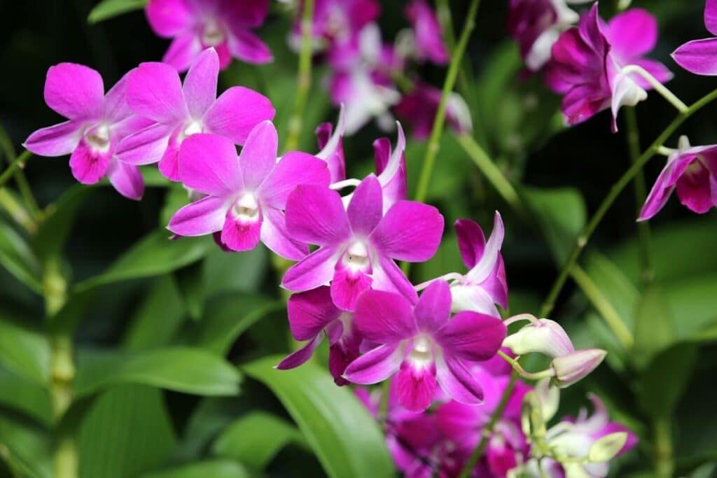 Hawaiian Dendrobium Orchid Starter Plants - 3 Pack F3 for Home Garden, Office Decor & Gift Giving