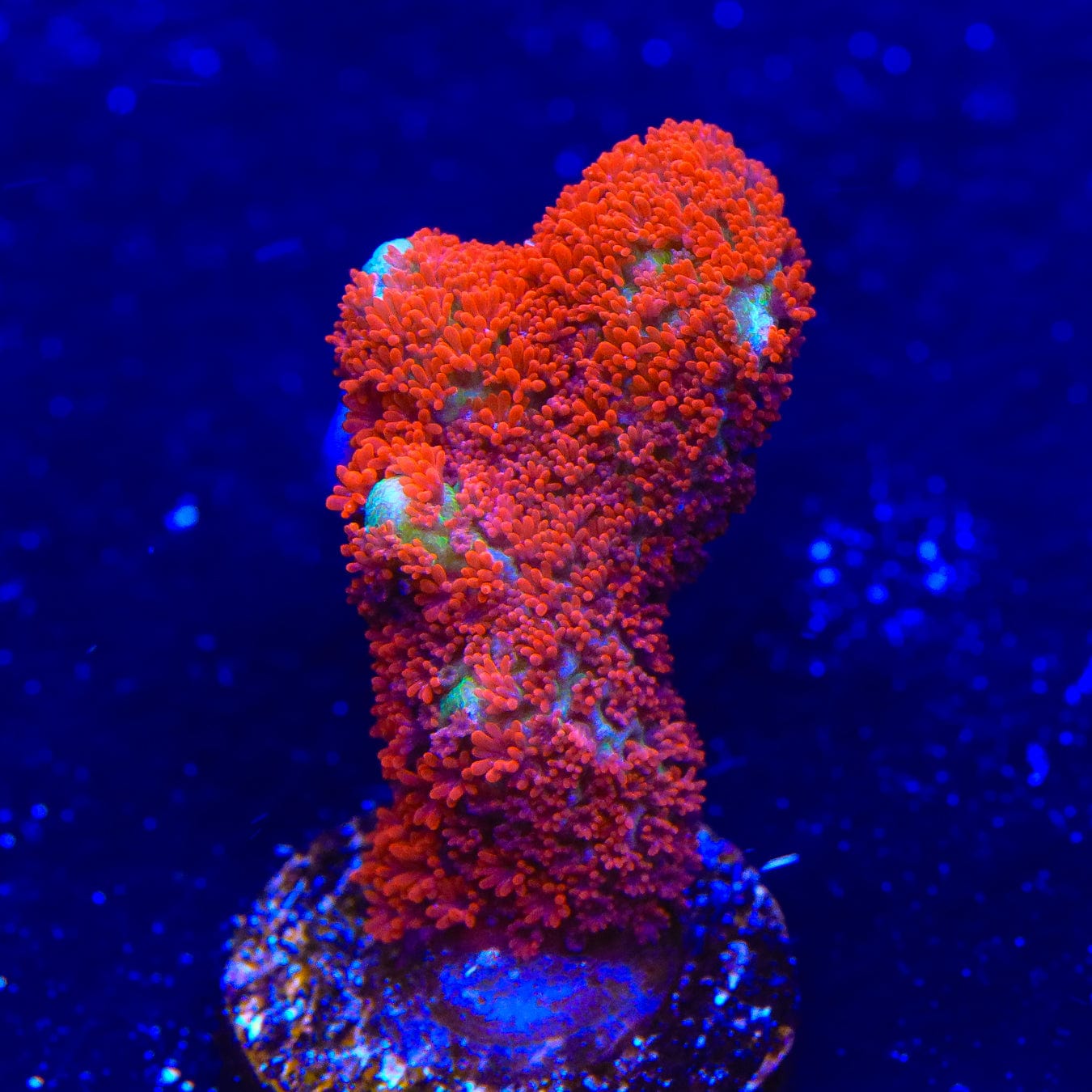 Premium Forest Fire Digitata Montipora Coral for Saltwater Aquariums - Vibrant Red & Orange SPS Coral for Reef Tanks, Coral Frags, and Marine Aquascaping