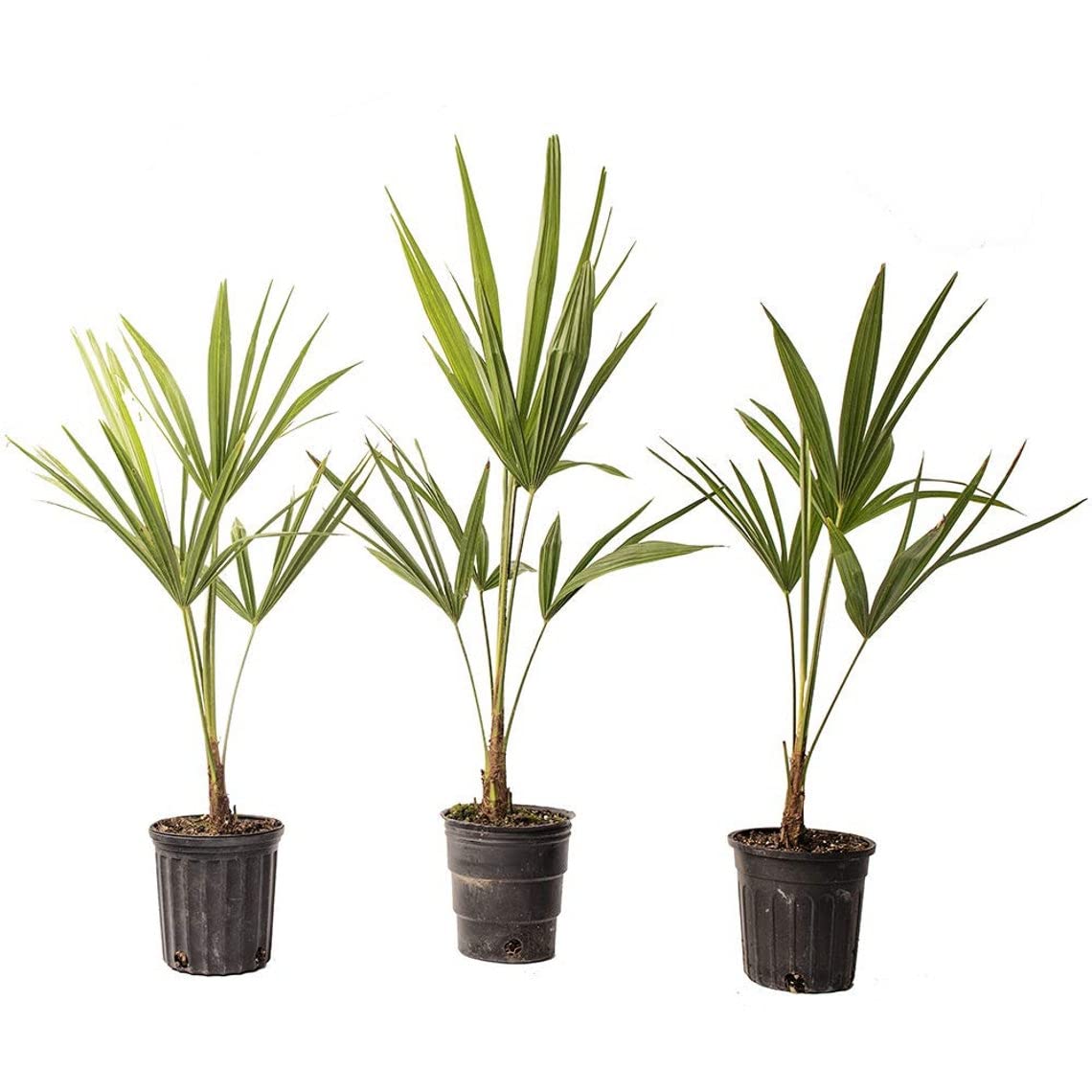 Windmill Palm Tree 3-Pack (4 Pots) - Cold Hardy & Drought Tolerant Tropical Plant for Outdoor Landscaping | Easy Care Live Palm for Patio, Poolside & Garden Decor | Perfect for USDA Zones 7-11