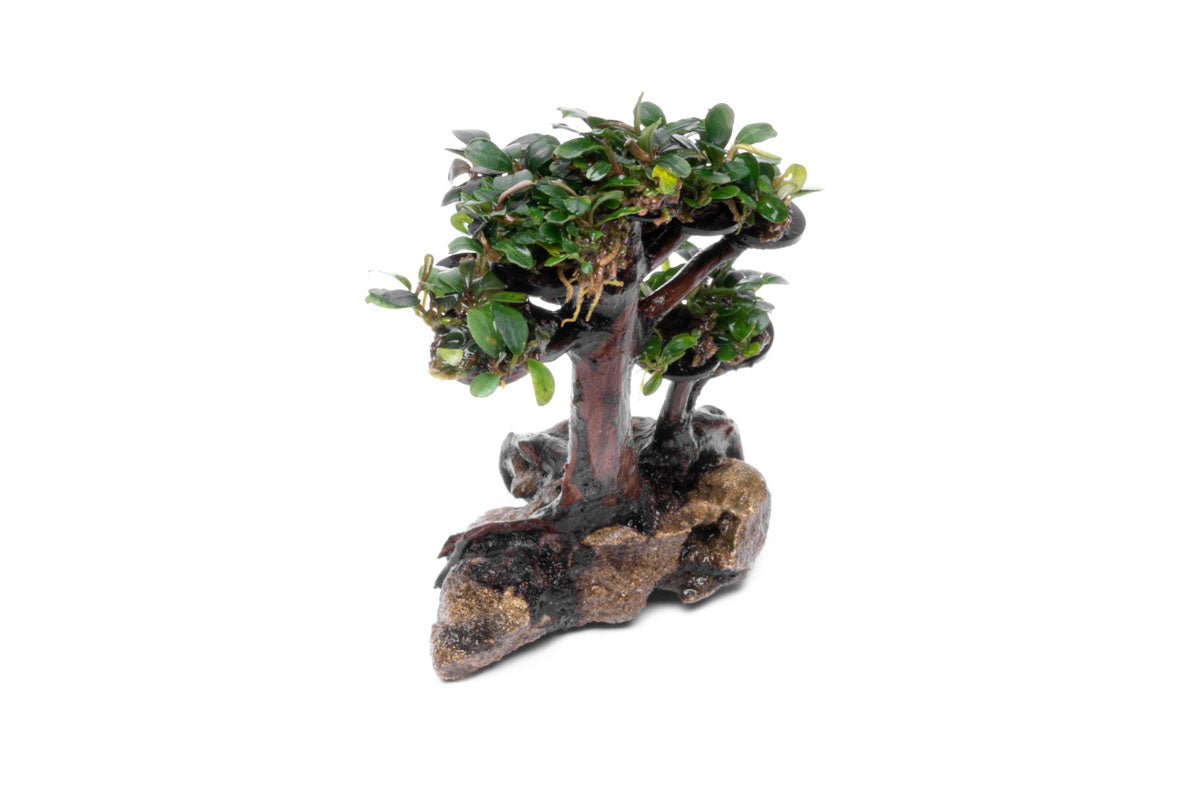 Bucephalandra Bonsai Tree - Live Aquatic Plant for Aquascaping | Perfect for Fish Tanks, Aquariums & Terrariums | Low Maintenance Freshwater Plant Decor