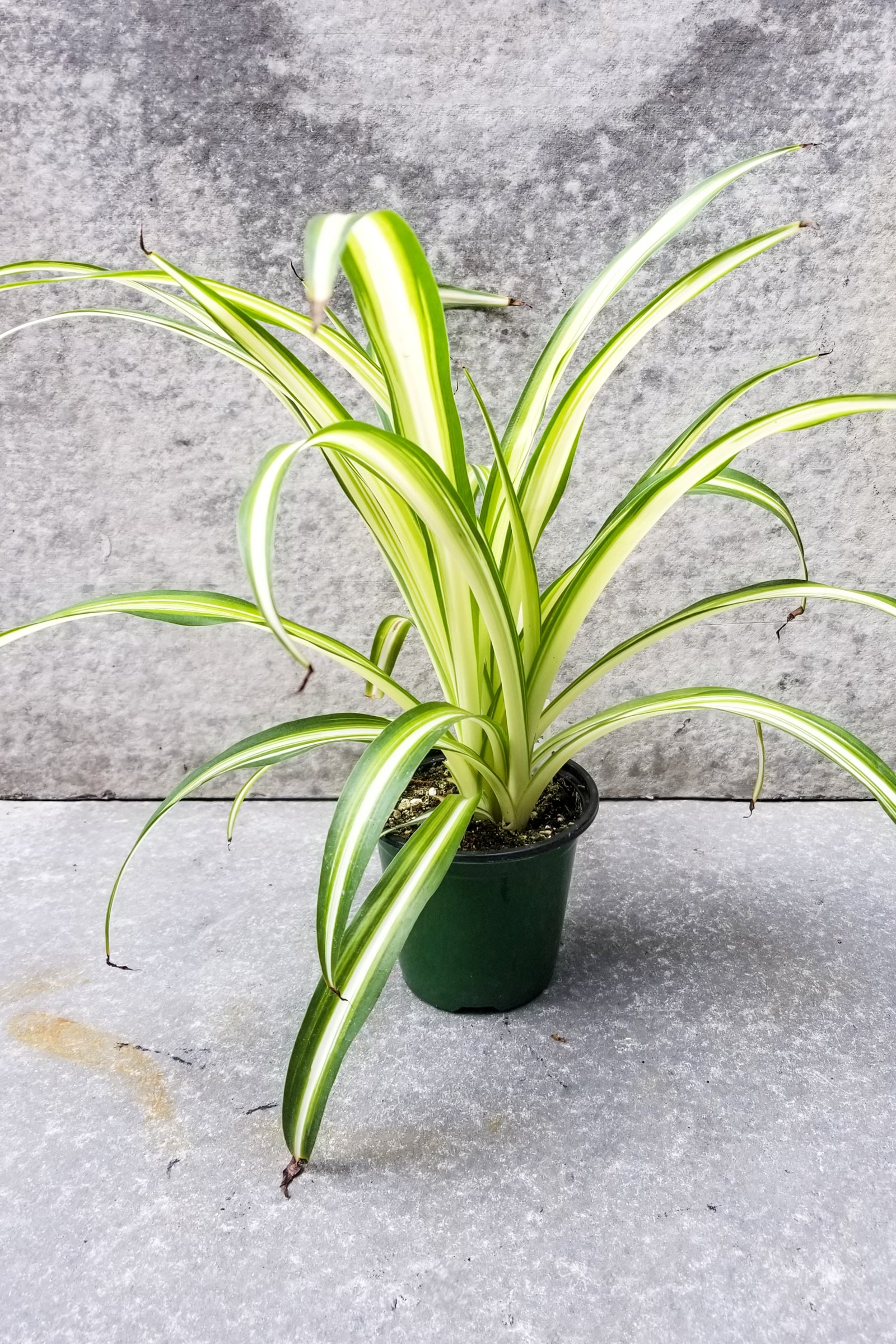Variegated Spider Plant (Chlorophytum Comosum) - 4