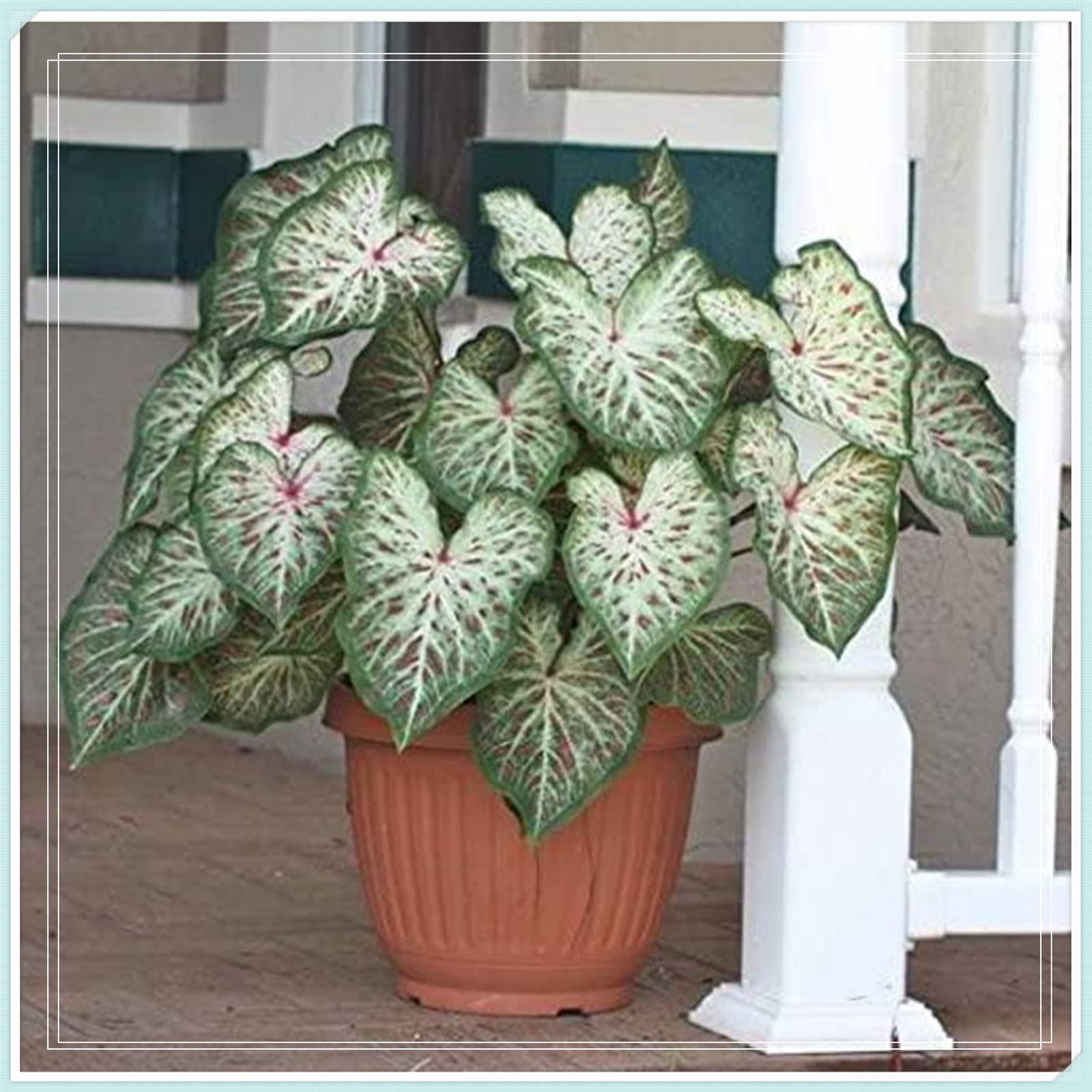 Colocasia Taro Bulbs - 15 Pack Elephant Ear Plant Bulbs for Garden Planting | Perennial Tropical Foliage Plants for Outdoor Landscaping & Container Gardening