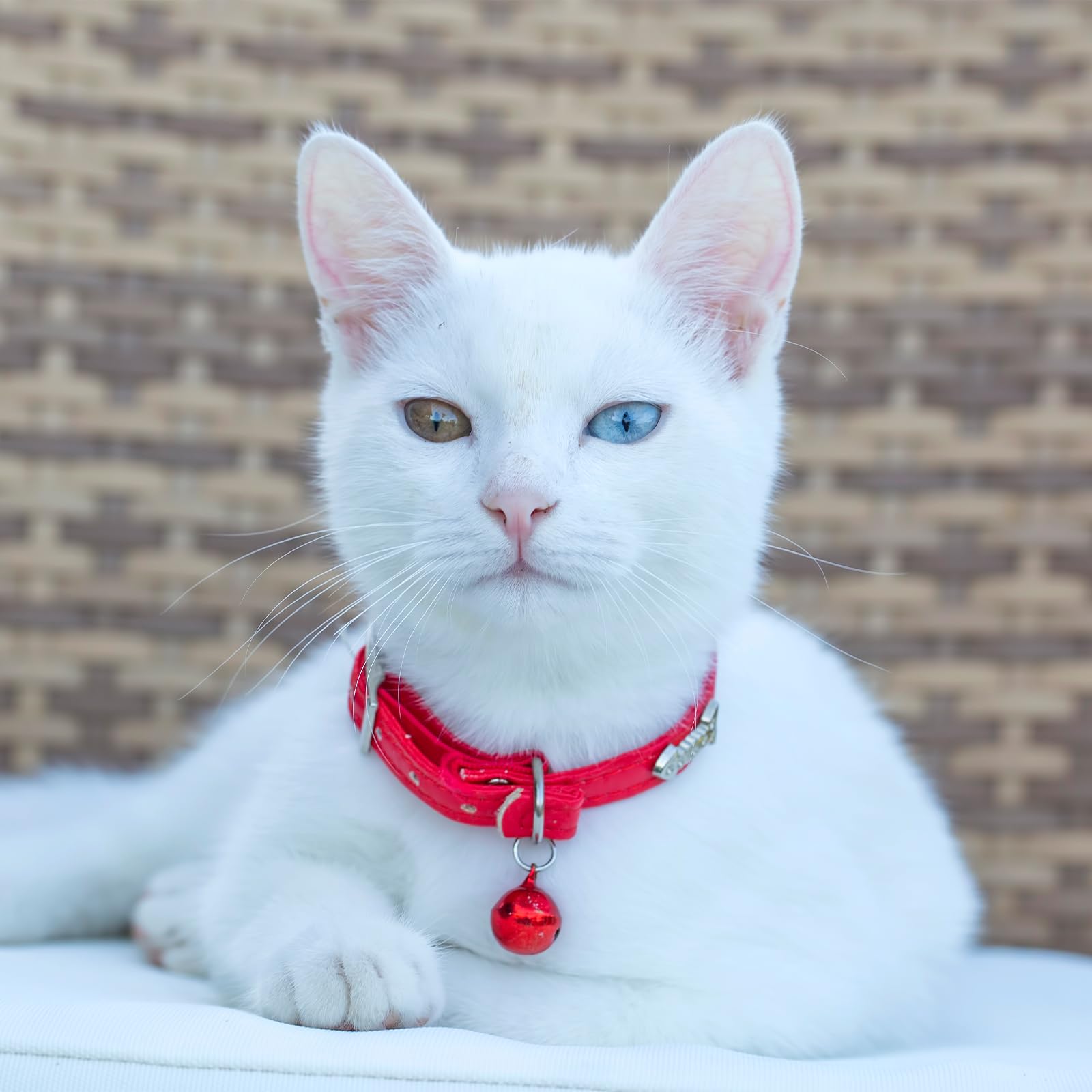 Mozeat 24pcs Pet Collar Bells for Cats & Dogs - Training & Party Decor