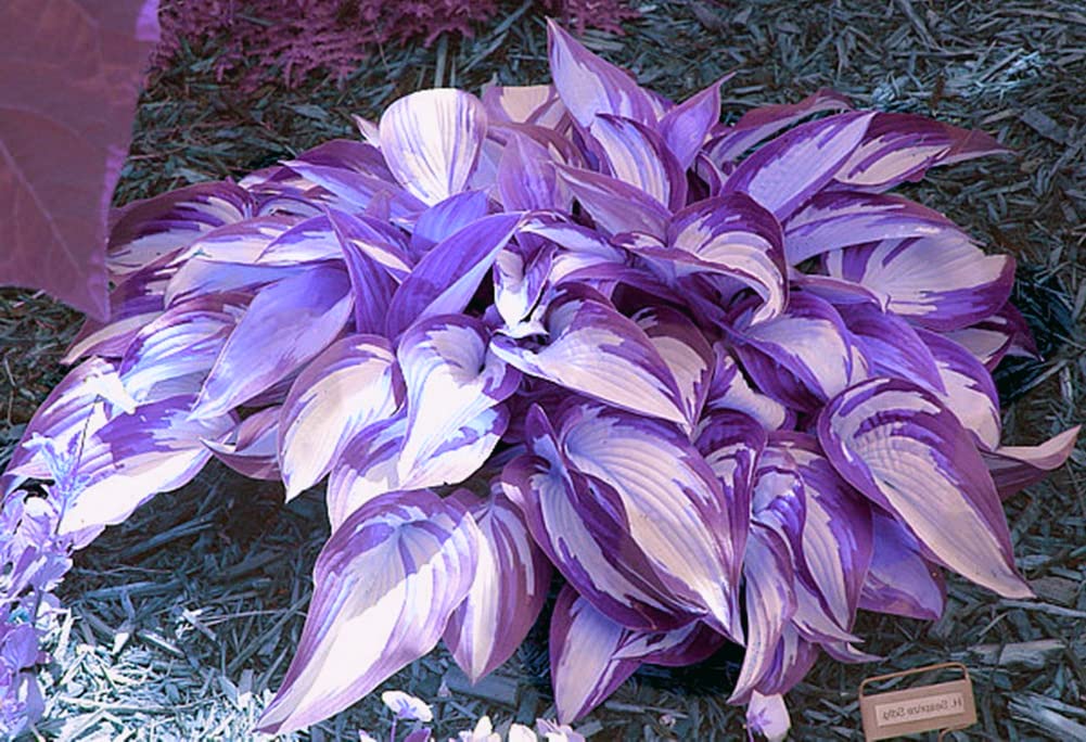 Best Perennial Hosta Plants - 5 Bulbs for Year-Round Growth in Pots & Gardens | Perfect as Gifts for Plant Lovers | Ideal for Shade Gardens, Borders & Container Planting