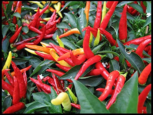 Non-GMO Heirloom Ornamental Hot Chili Pepper Seeds Mix - Home Garden Planting, Cooking & Decorative Use