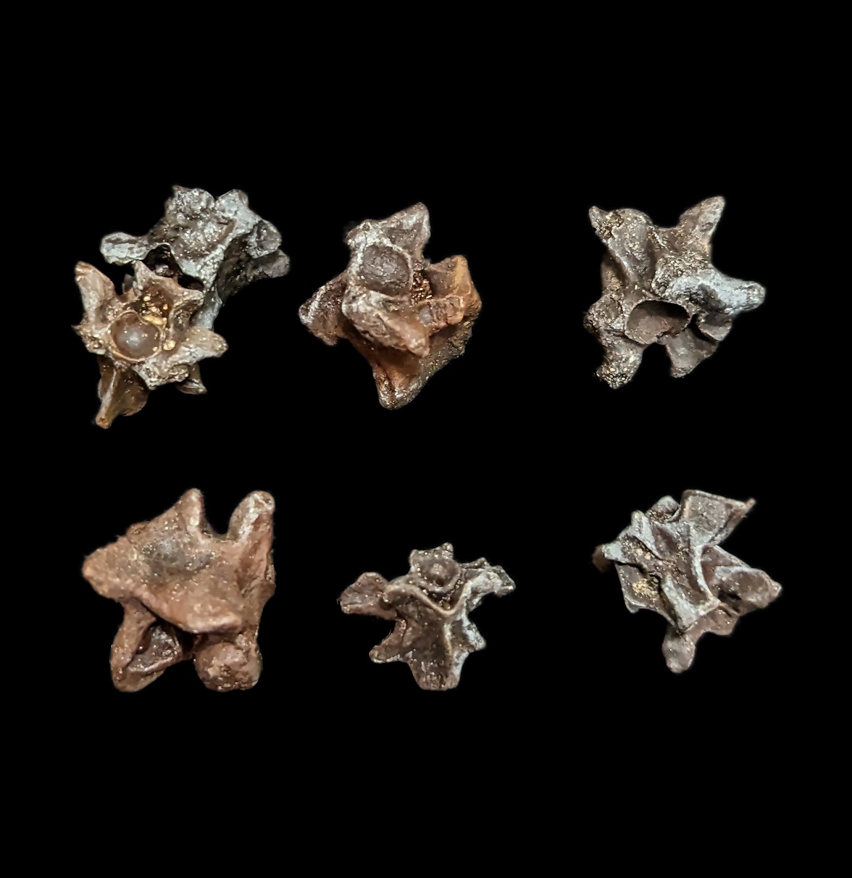 Fossilized Snake Vertebra - Genuine Prehistoric Reptile Fossil Specimen for Collectors & Science Enthusiasts - Perfect for Home Decor, Classroom Display & Paleontology Studies