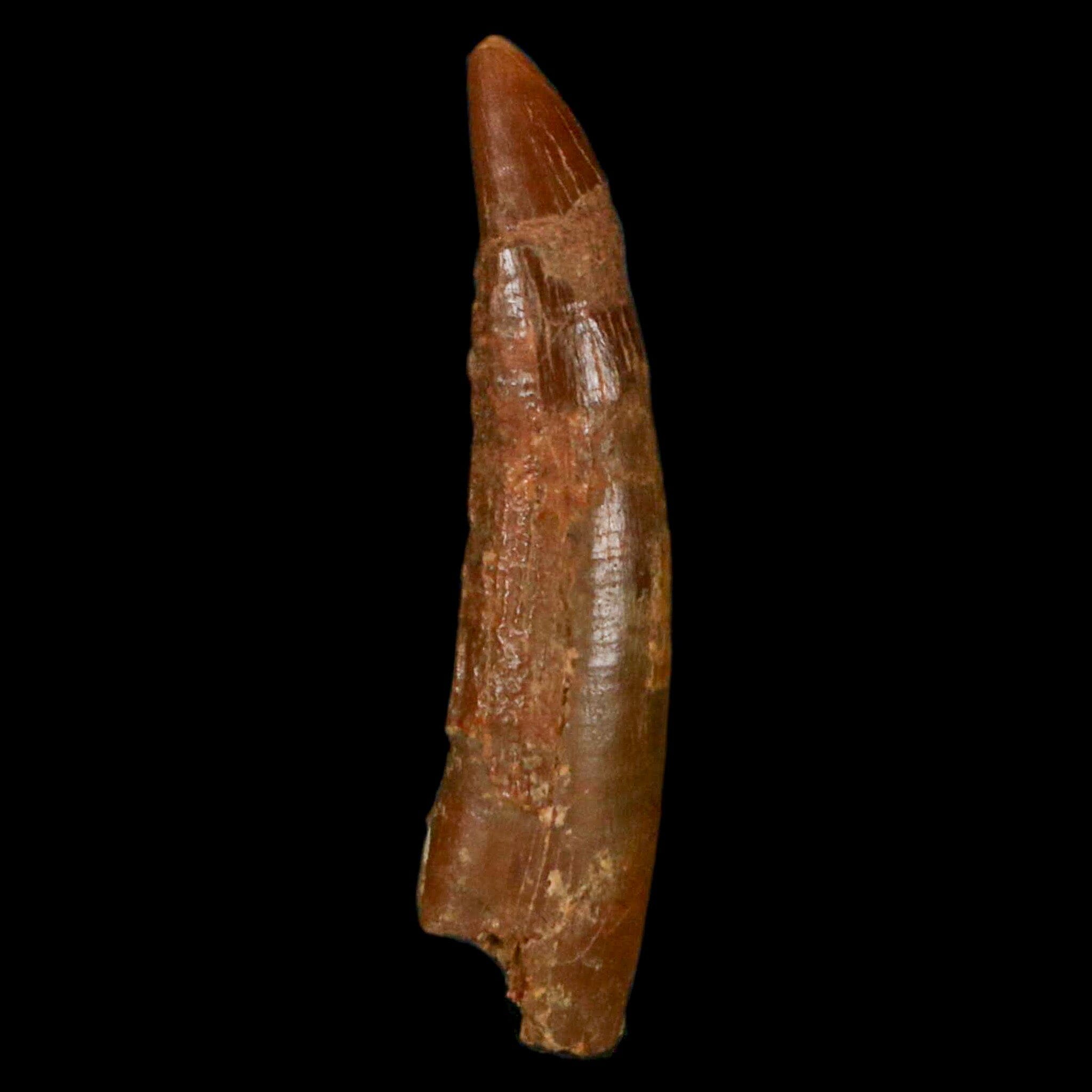 1.2 Inch Pterosaur Coloborhynchus Fossil Tooth - Authentic Upper Cretaceous Dinosaur Fossil from Morocco with COA - Perfect for Paleontology Collections & Science Classroom Displays