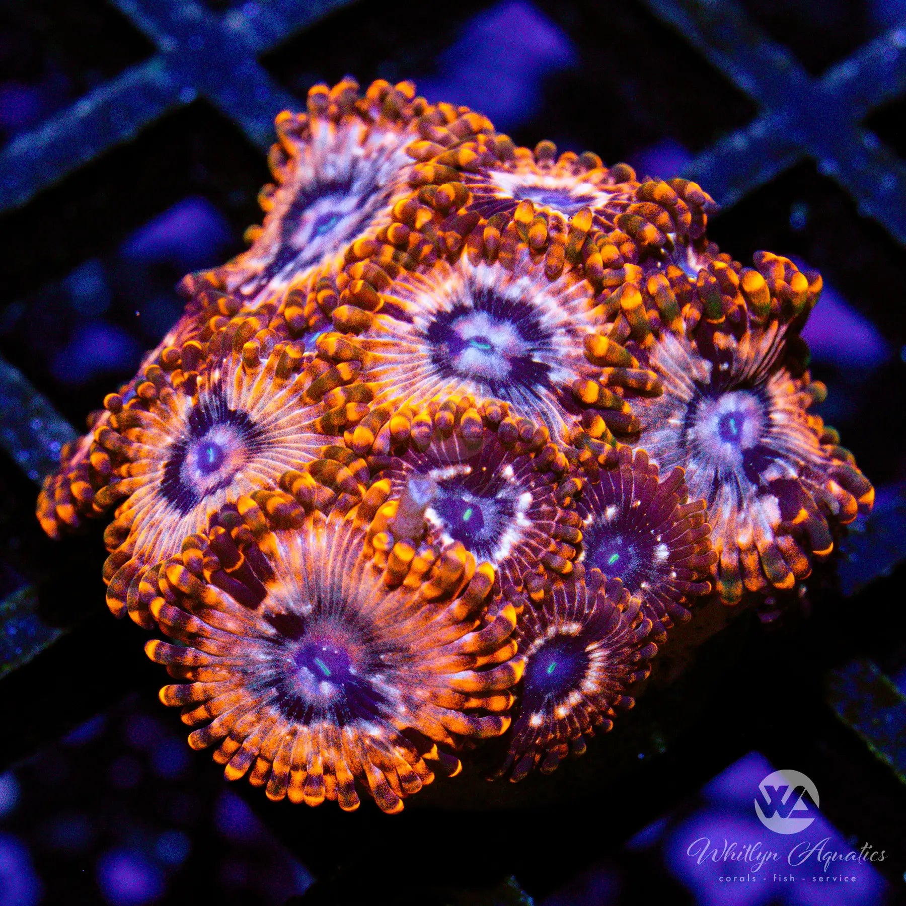 D13 Utter Chaos Zoa Coral - WYSIWYG Live Coral for Saltwater Aquariums | Perfect for Reef Tanks & Marine Displays