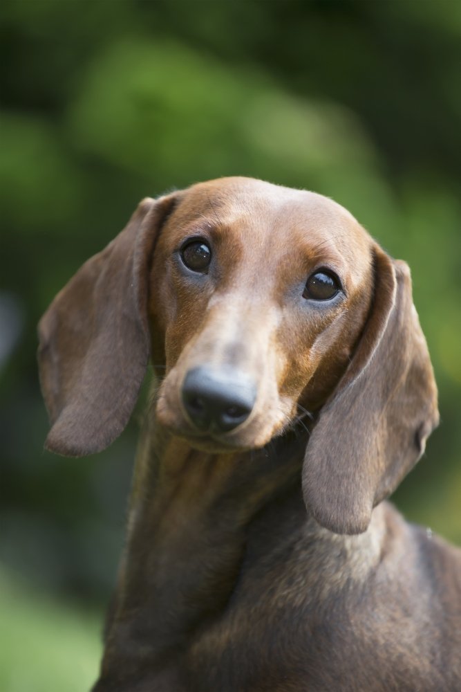 Standard Dachshund Portrait Poster - Monroe Connecticut USA Wall Art Print - 24 x 38 Inches Large Size - Perfect for Living Room, Bedroom & Office Decor