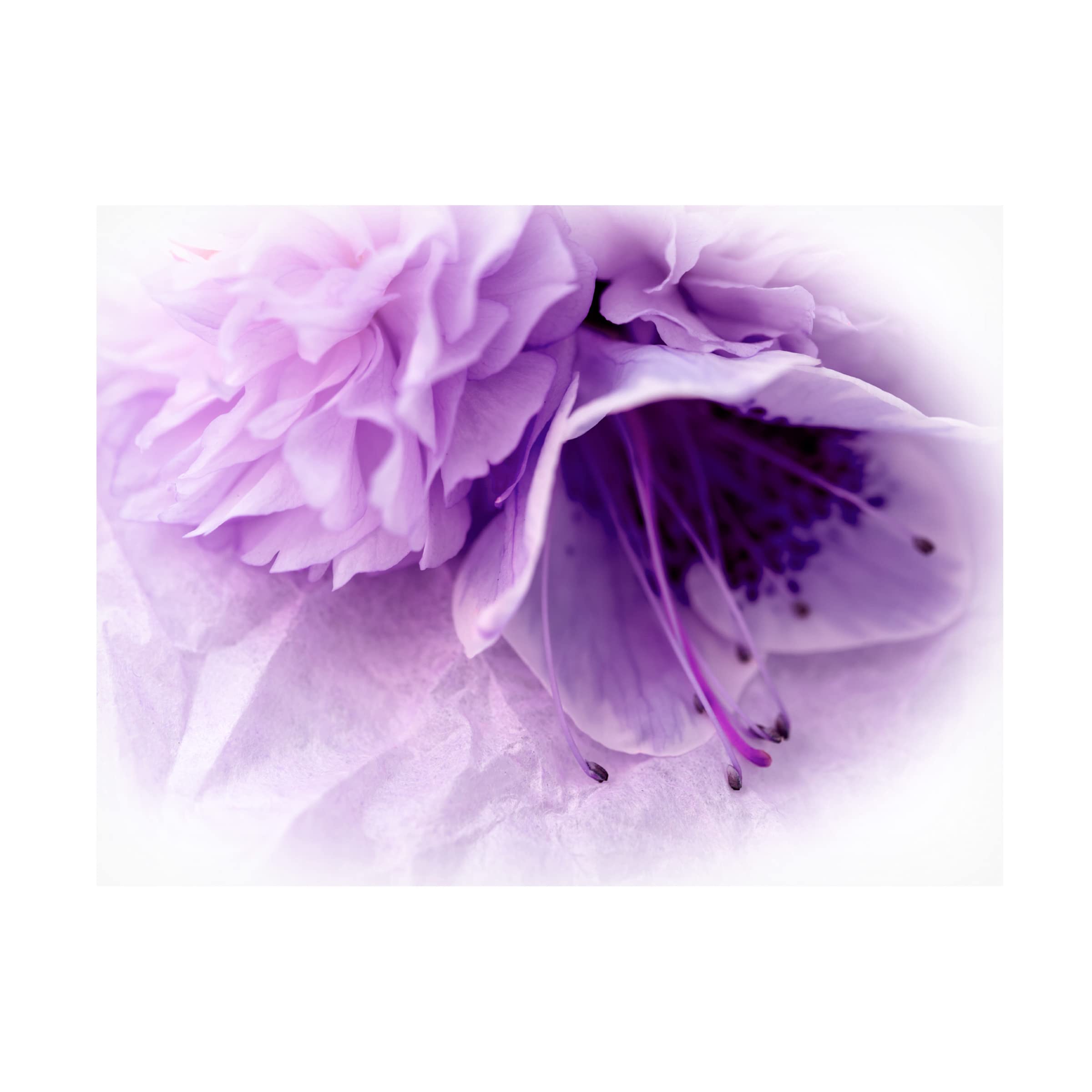 Dreamy Florals in Violet III Canvas Wall Art by Eva Bane - Handmade Floral Painting for Living Room, Bedroom & Office Decor