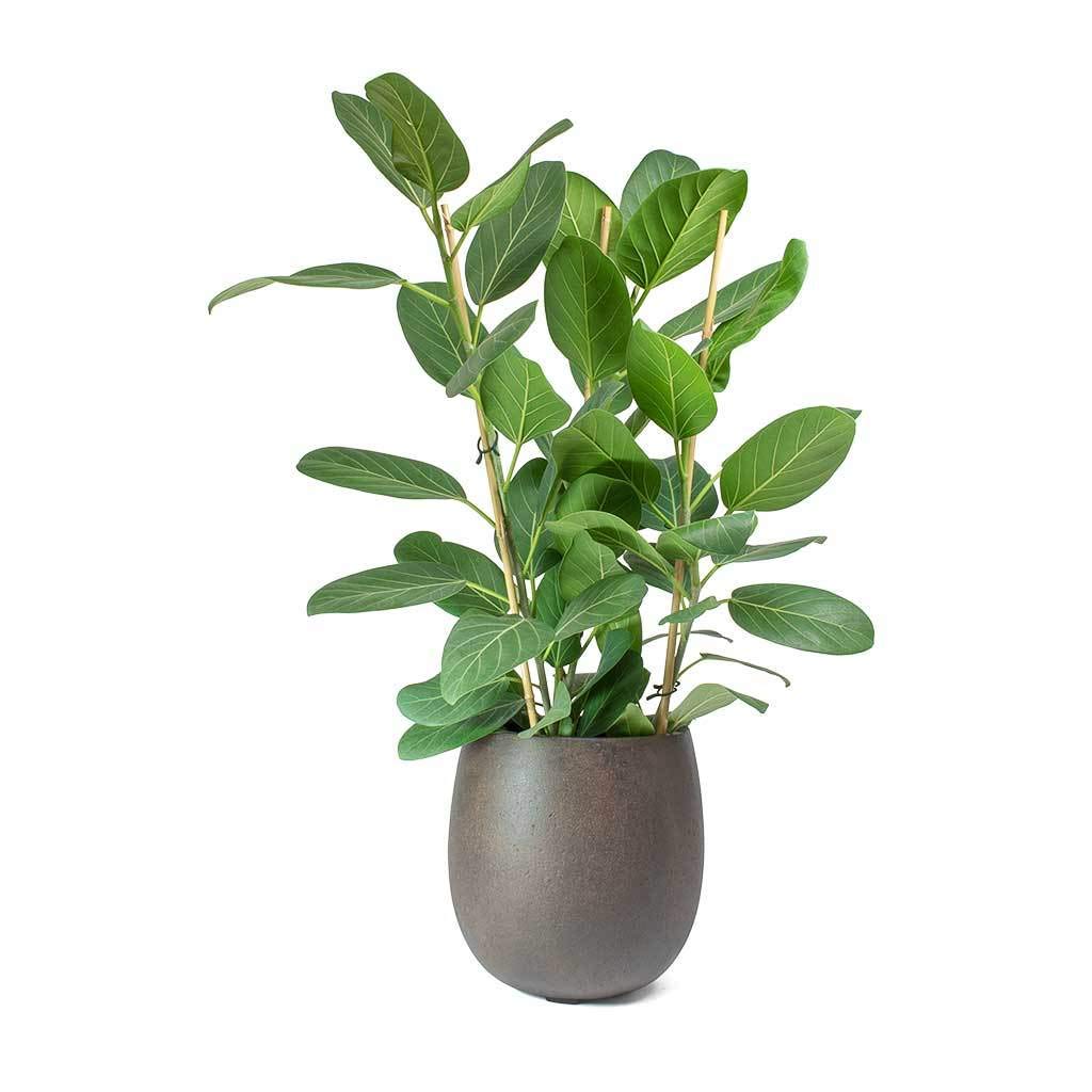 Ficus Audrey Live Plant - Ficus Benghalensis in 10 Inch Pot - Indoor Ornamental Tree for Home & Office Decor - Perfect for Living Room, Bedroom, or Workspace