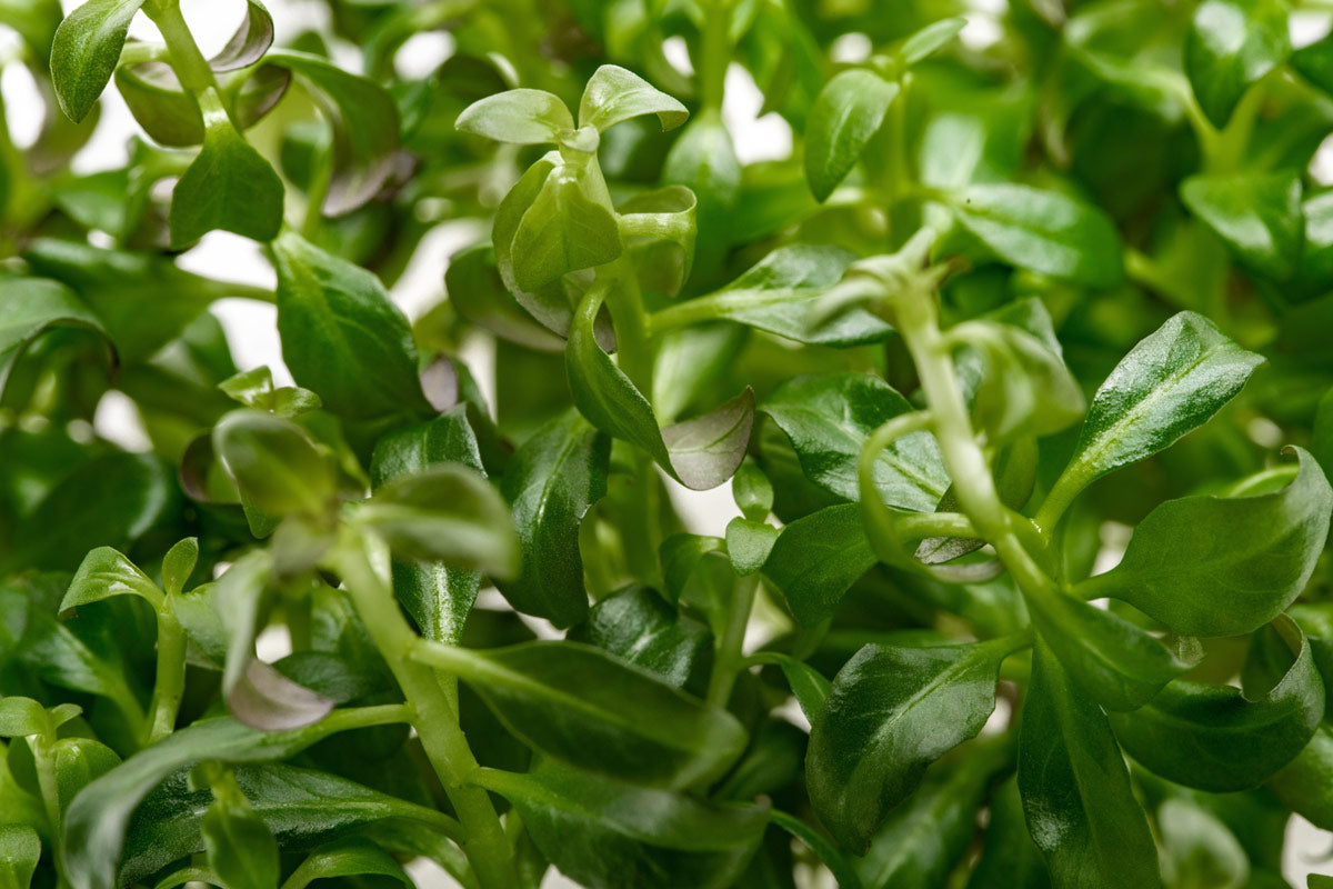 Ludwigia Peruensis Tissue Culture Aquatic Plant for Aquarium - Perfect for Freshwater Tanks, Aquascaping & Fish Tanks