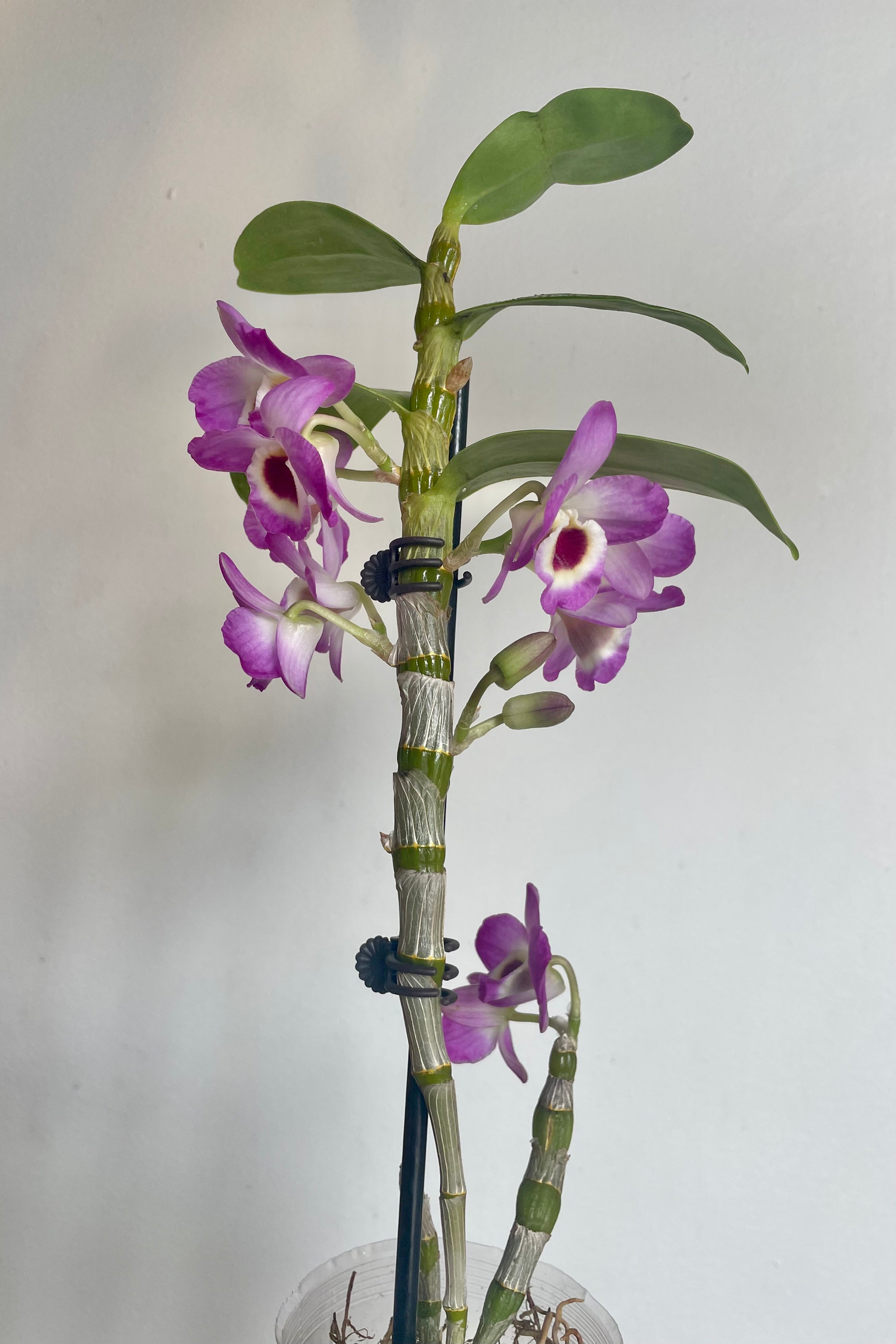 Premium Dendrobium Orchid Plants - Medium Size for Home & Office Decor | Perfect for Gifts, Weddings & Indoor Gardening