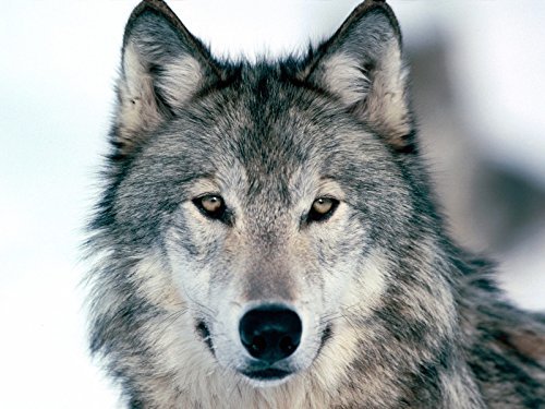 Grey Wolf Edible Cake Topper - Premium Icing Image for 1/4 Sheet Cakes | Perfect for Birthday, Anniversary & Wildlife Theme Parties