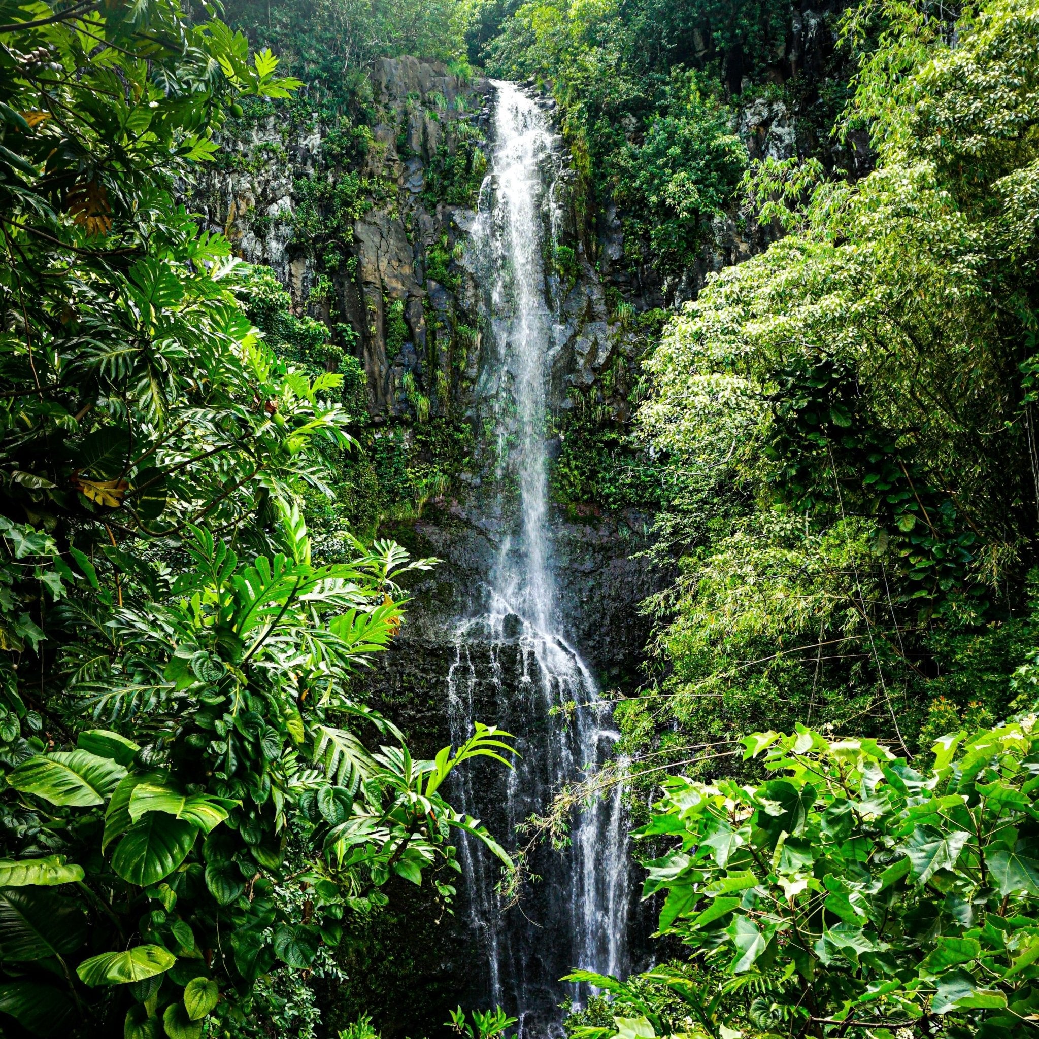 Premium Rain Forest Fragrance Oil - Natural Aromatherapy Essential Oil for Diffusers, Candles & Soaps - Relaxing Spa & Home Scent
