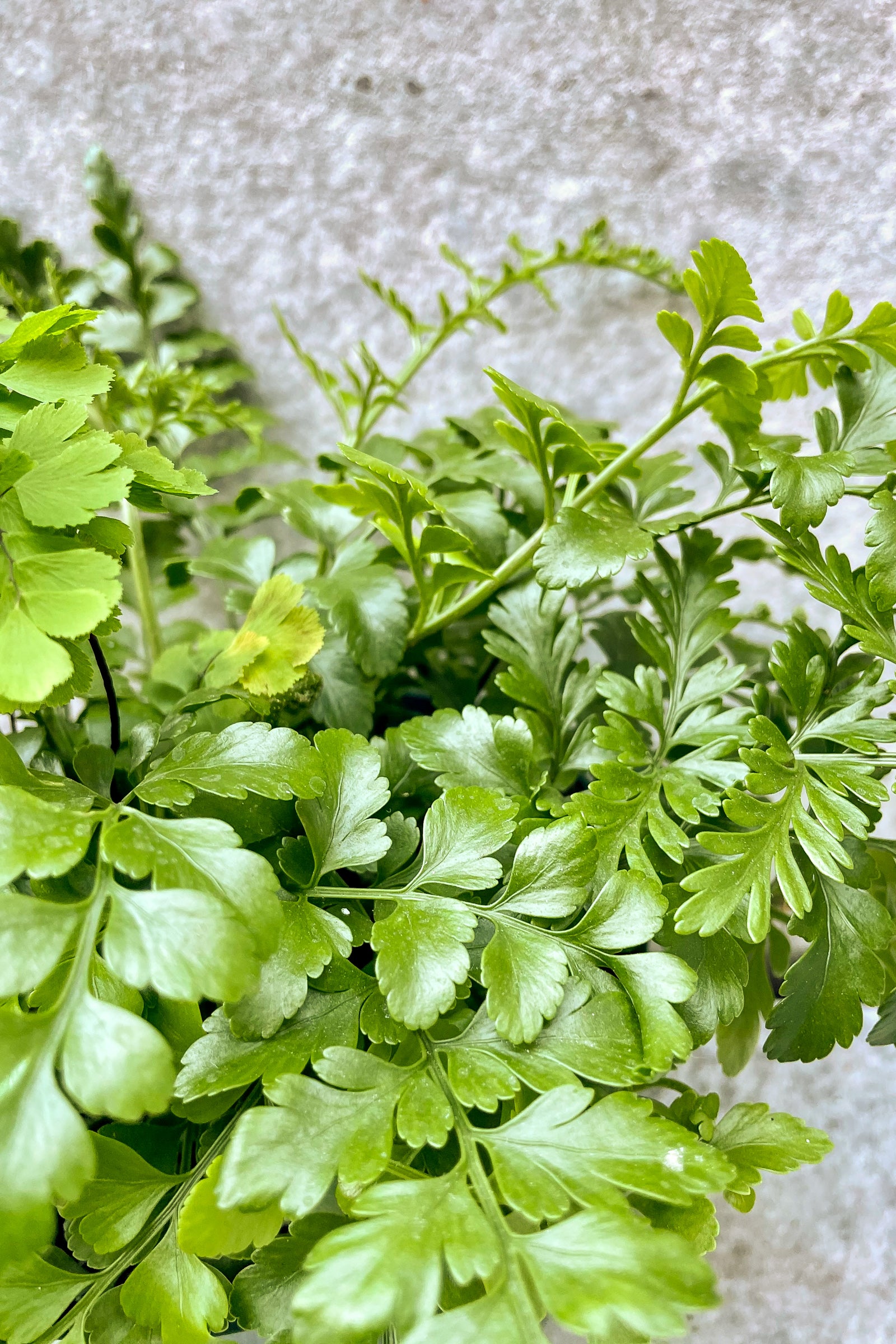 Asplenium 'Austral Gem' Fern - 6