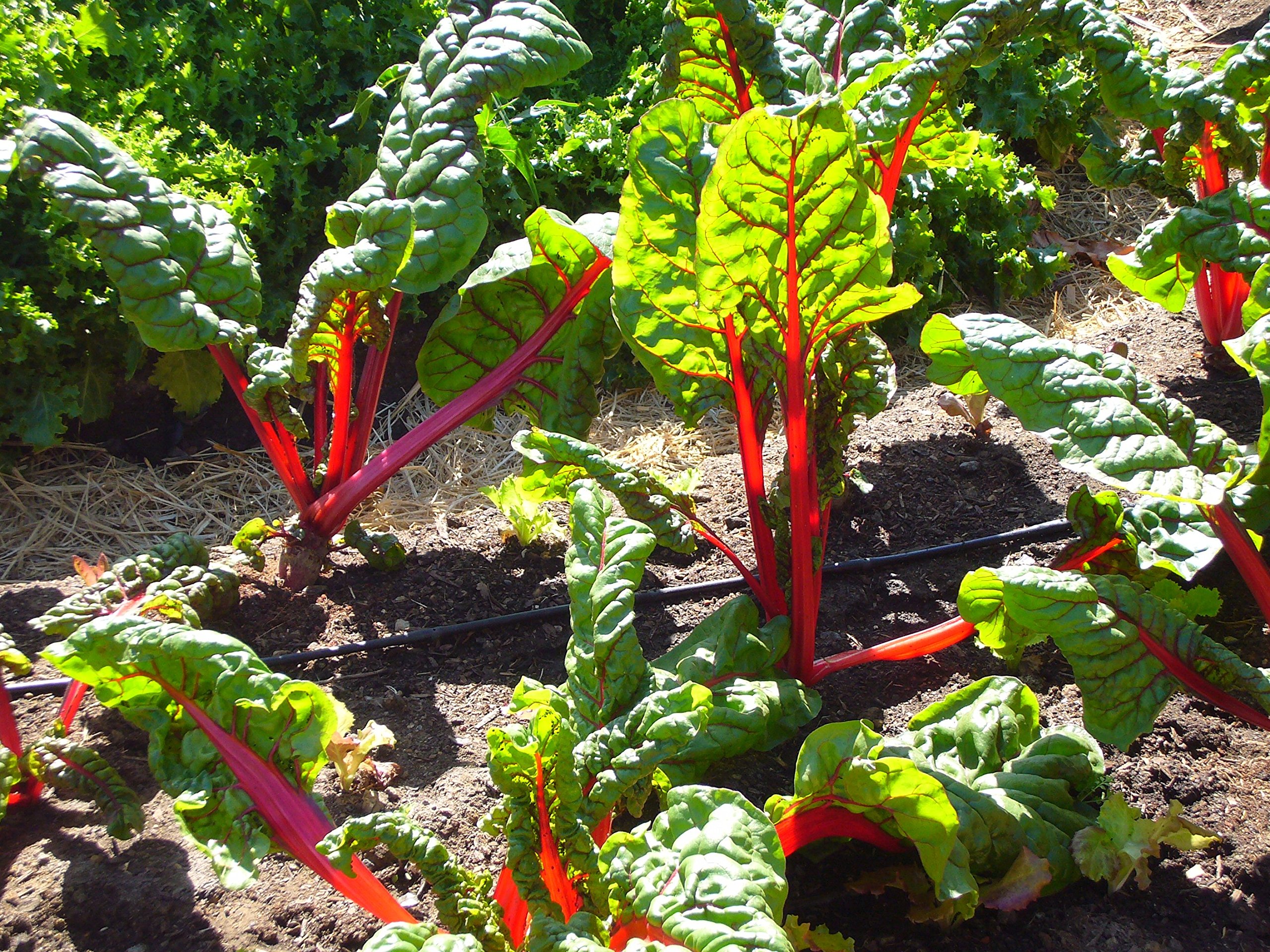 Bulk Organic Ruby Red Chard Seeds (5 LB) - Non-GMO, Heirloom Vegetable Seeds for Home Gardening, Farming & Hydroponics - Perfect for Salads, Smoothies & Healthy Eating