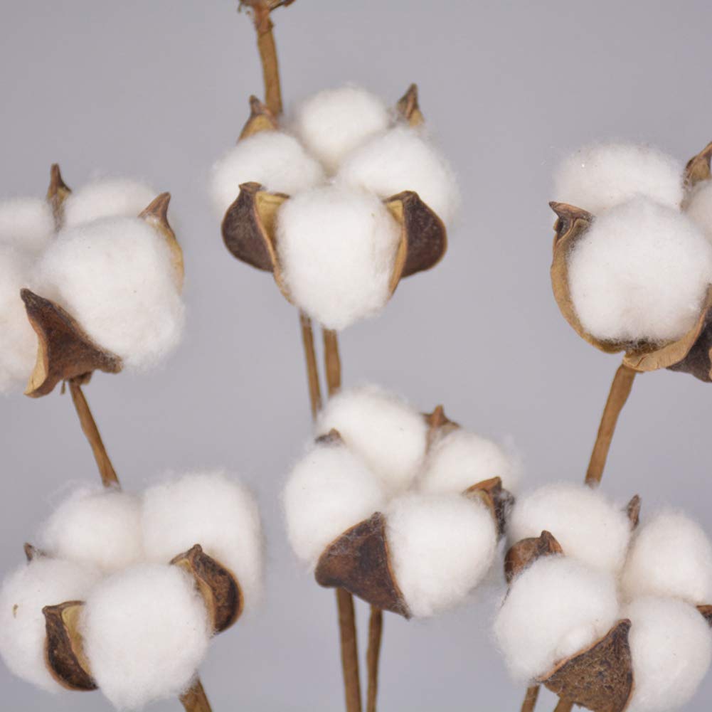 Natural White Cotton Boll Stems - Rustic Farmhouse Vase Filler, Wedding Centerpiece Decor, Floral Arrangement Supplies for Home, Wedding & Event Decorations
