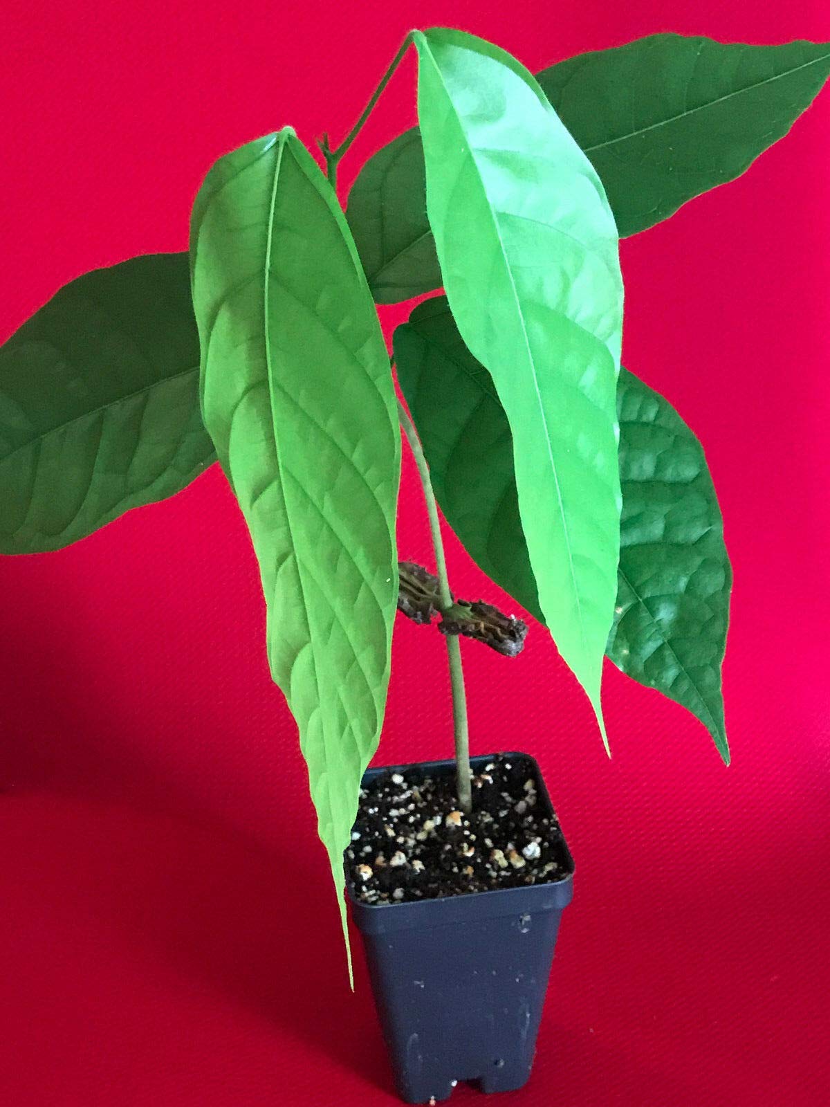 TRINITARIO Theobroma Cacao Cocoa Chocolate Fruit Tree - Live Potted Plant with Red Pods (Medium Size) | Perfect for Home Gardening, Tropical Landscaping & DIY Chocolate Making