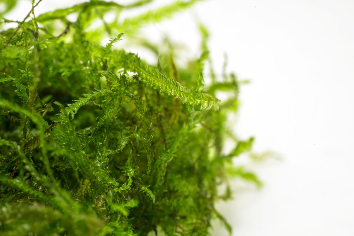 Peacock Moss for Aquarium - Live Aquatic Plant for Fish Tank Decoration, Terrarium & Paludarium | Enhances Water Quality & Natural Habitat