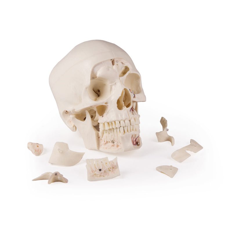 Premium 14-Part Deluxe Human Skull Model for Advanced Anatomy Studies - Ideal for Medical Students, Dentists & Science Classrooms