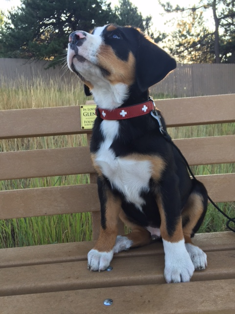 Premium Swiss Cross Dog Leash - Durable Reflective Nylon Pet Leash for Small Medium Large Dogs - Perfect for Walking, Running, Hiking & Outdoor Adventures