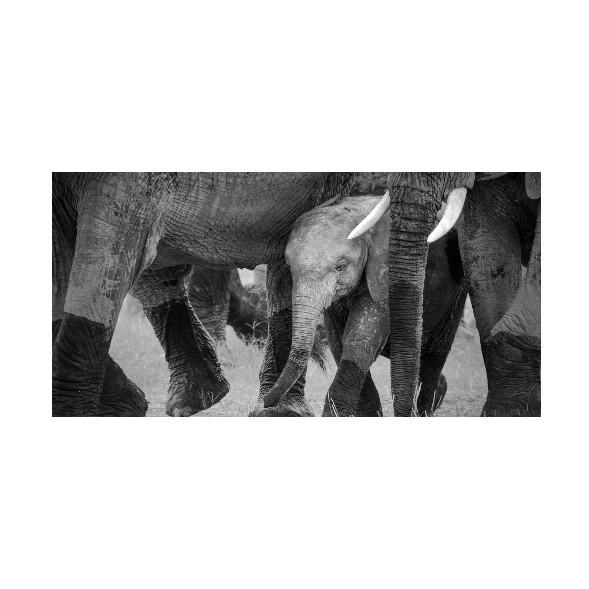 Trademark Fine Art 'Family Protection' Canvas Wall Art by John Fan - Perfect for Living Room, Bedroom & Home Decor