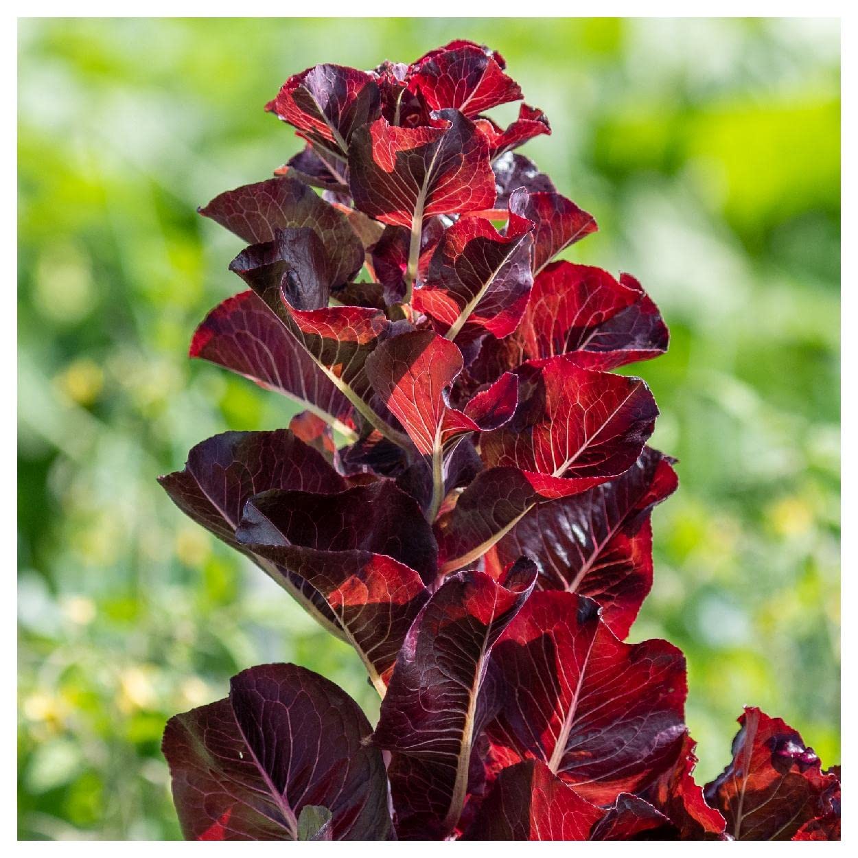 Everwilde Farms - 1000 Super Red Romaine Lettuce Seeds - Gold Vault Jumbo Seed Packet for Home Gardening, Hydroponics & Organic Farming